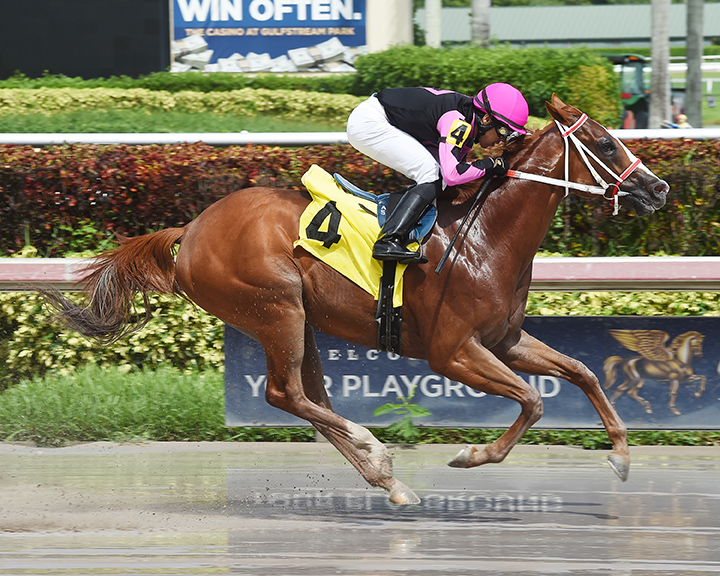 Field Trip wins a Sept. 28 allowance race