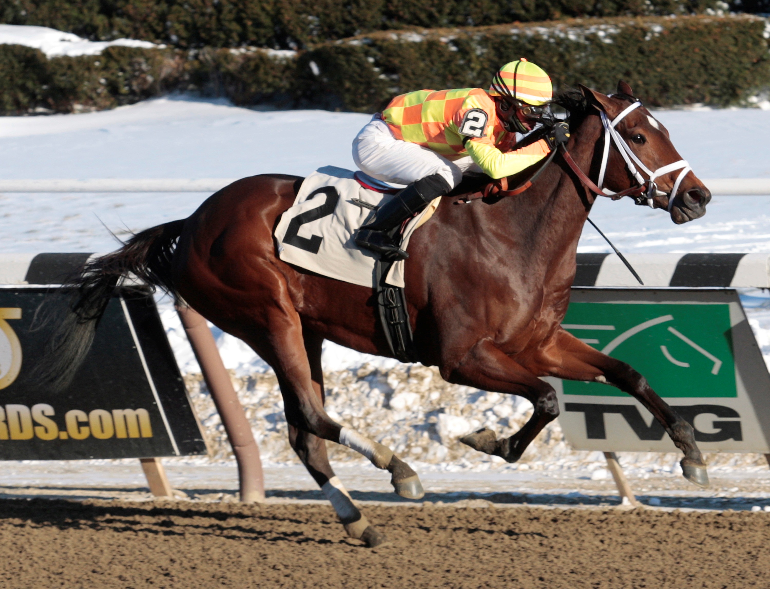 Fierce Boots, Busanda Stakes