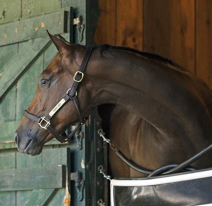 Fierce Lady at Saratoga Race Course on July 15