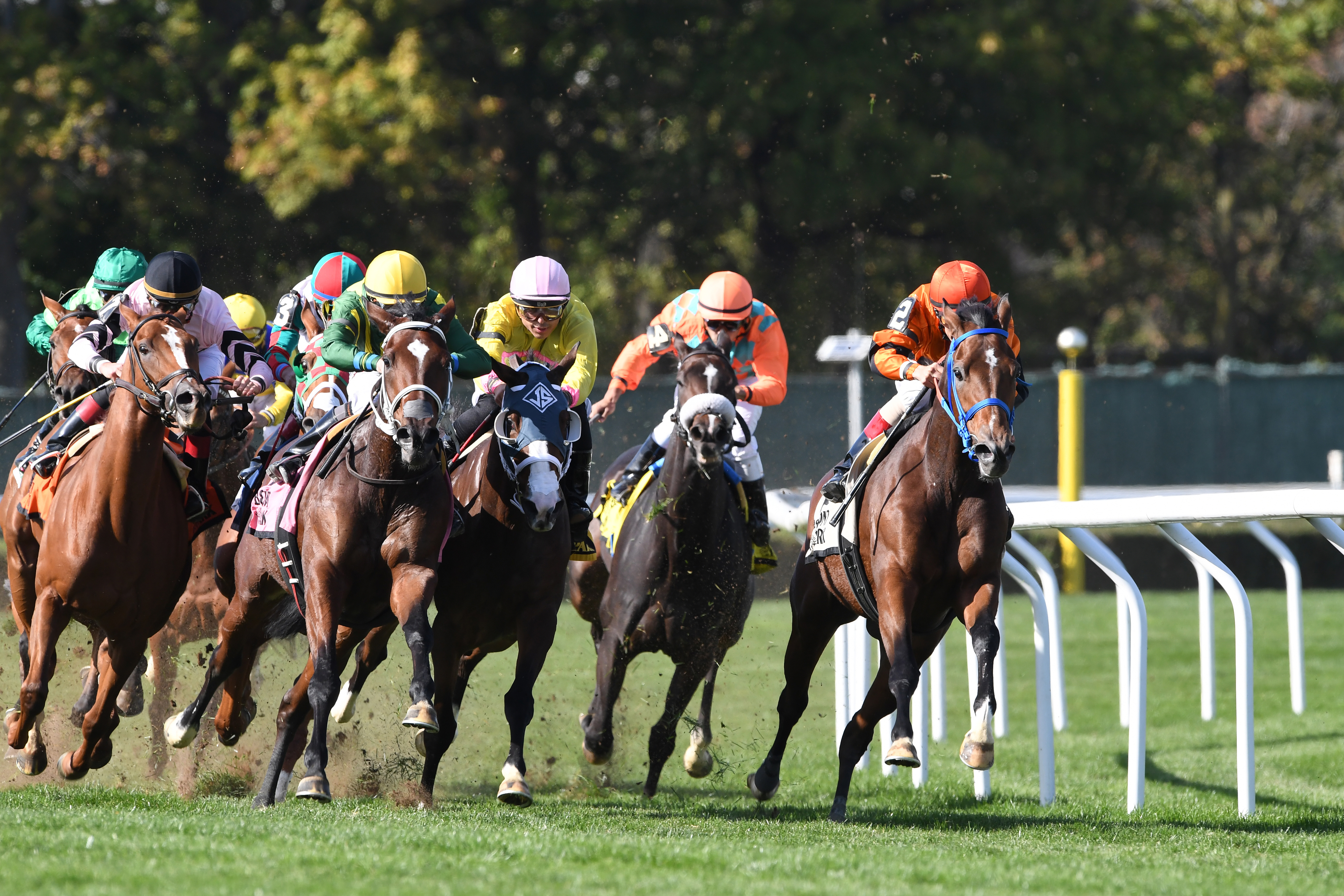 Ticonderoga Stakes at Belmont Park in 2017