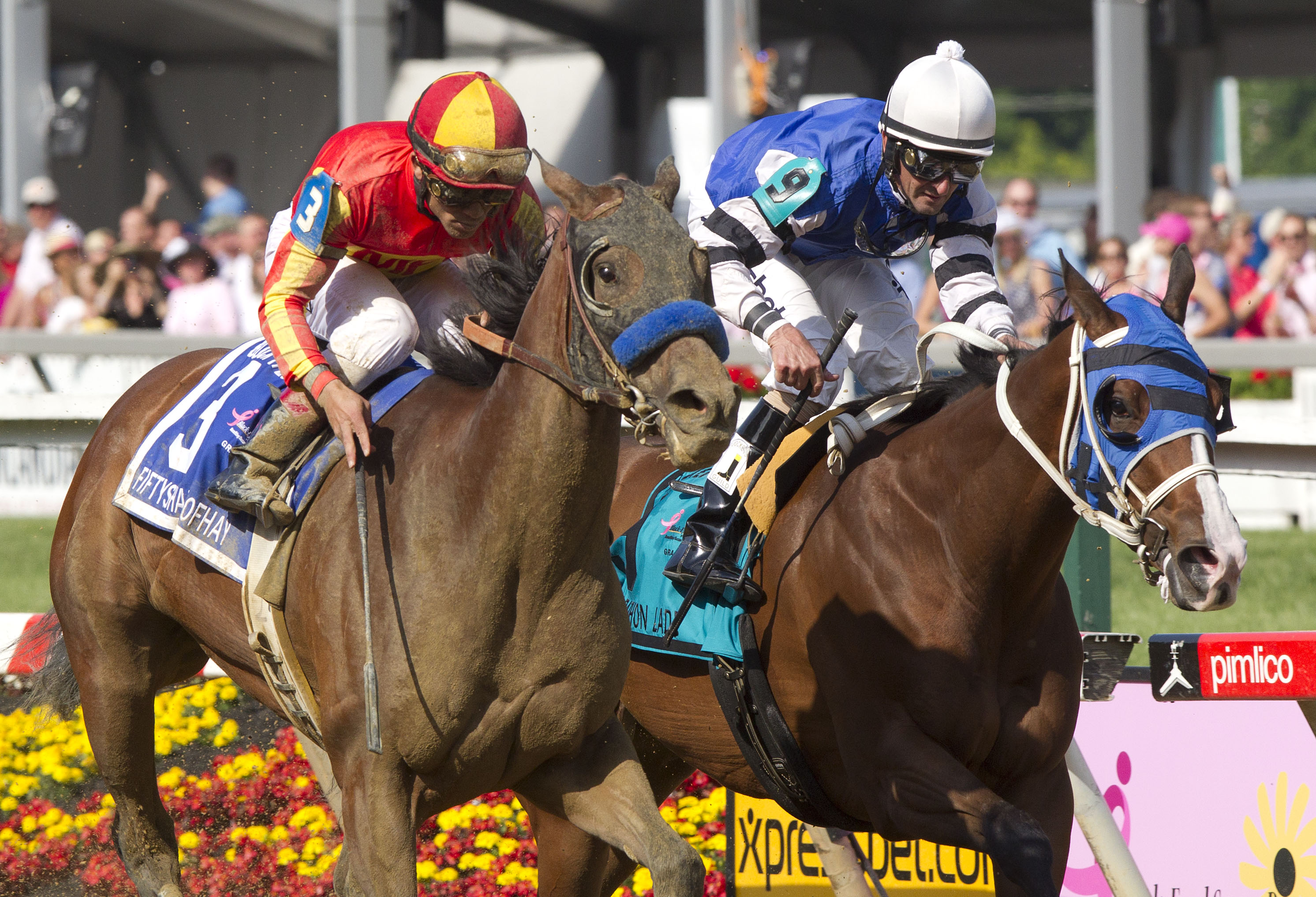 Fiftyshadesofhay (left), Marathon Lady. Black-Eyed Susan