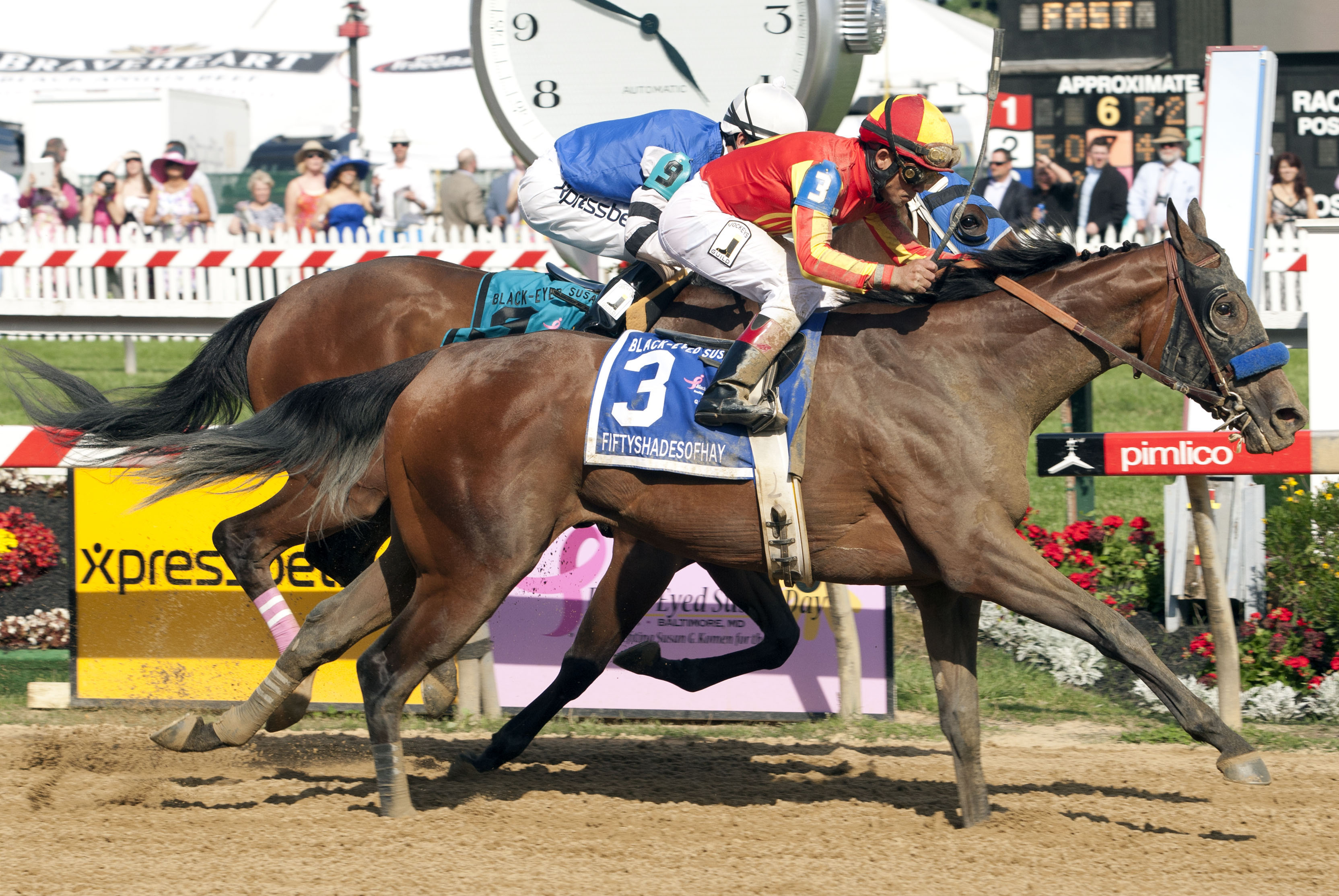 Fiftyshadesofhay, Black-Eyed Susan