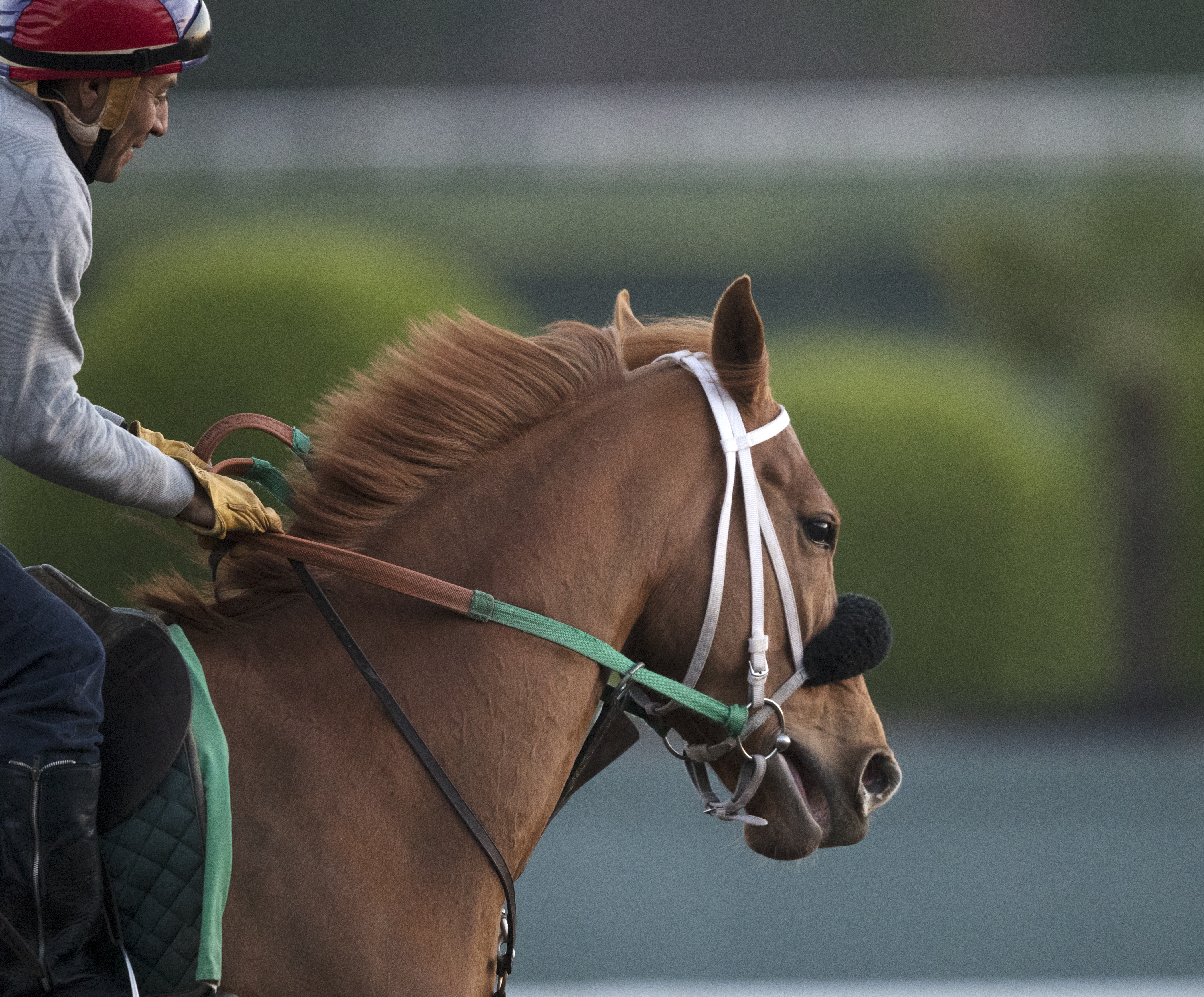 Finest City at Santa Anita on March 16