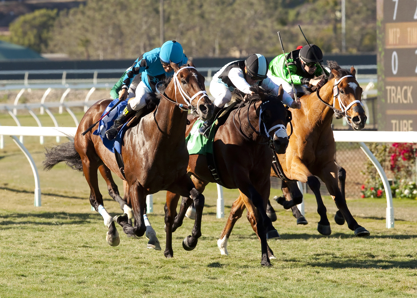 The Pizza Man finishes third in the 2014 Hollywood Turf Cup