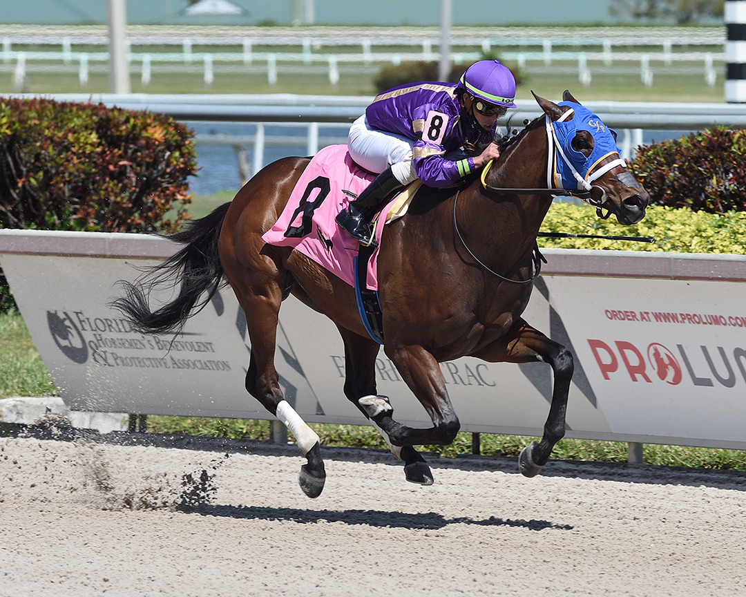 Flamingo Hawk wins a March 5 maiden race at Gulfstream Park