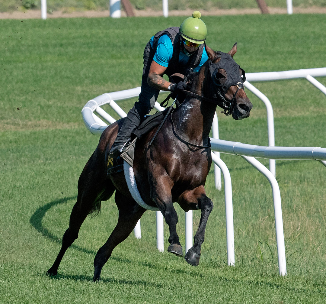 Flap Jack trains at Saratoga Race Course on July 19