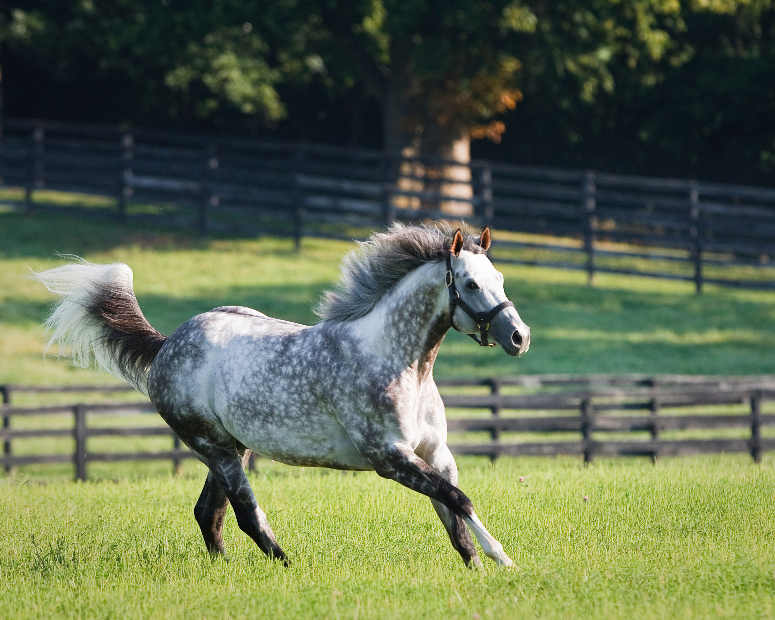 Flashy Bull