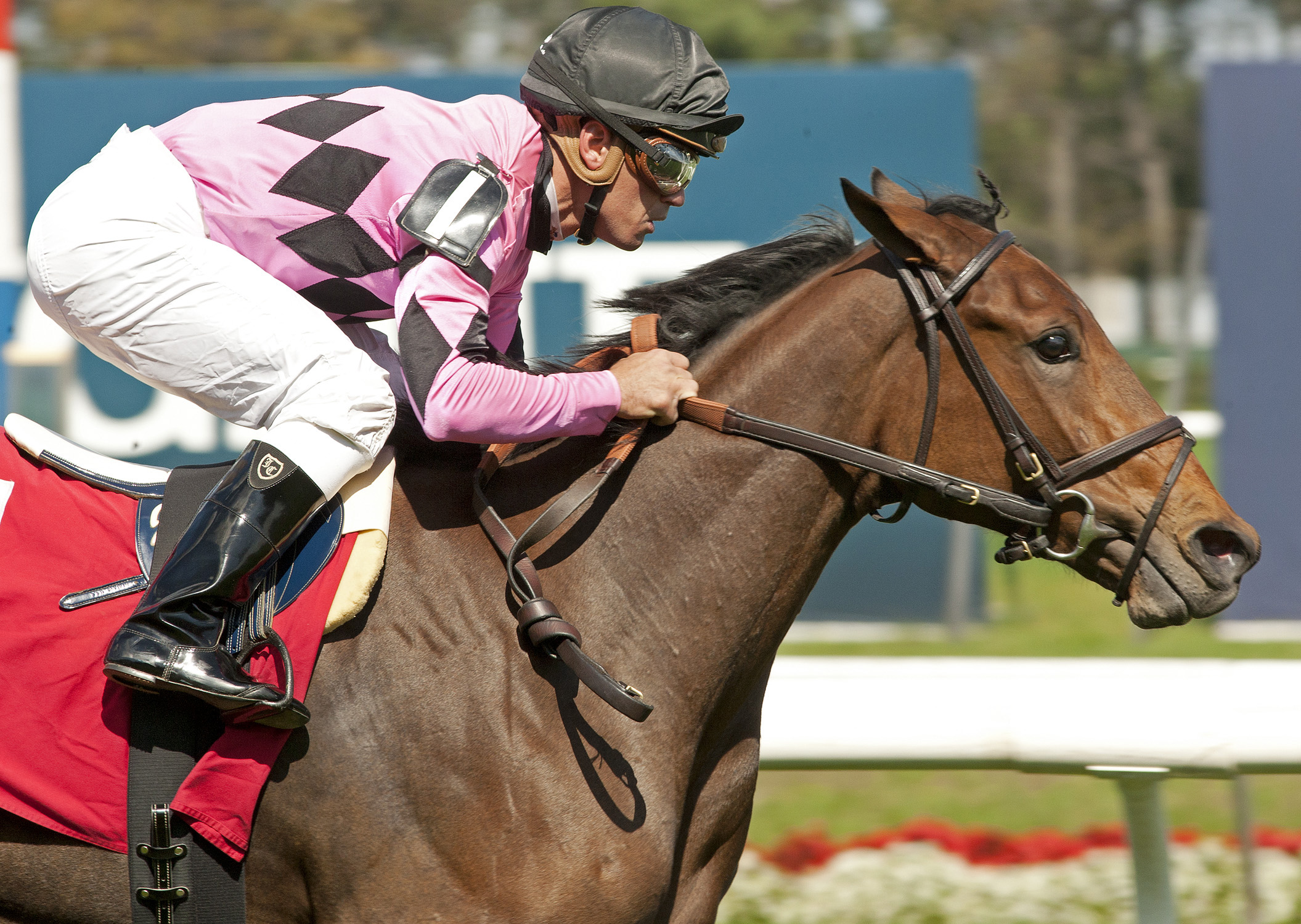 Flashy Gal/maiden win