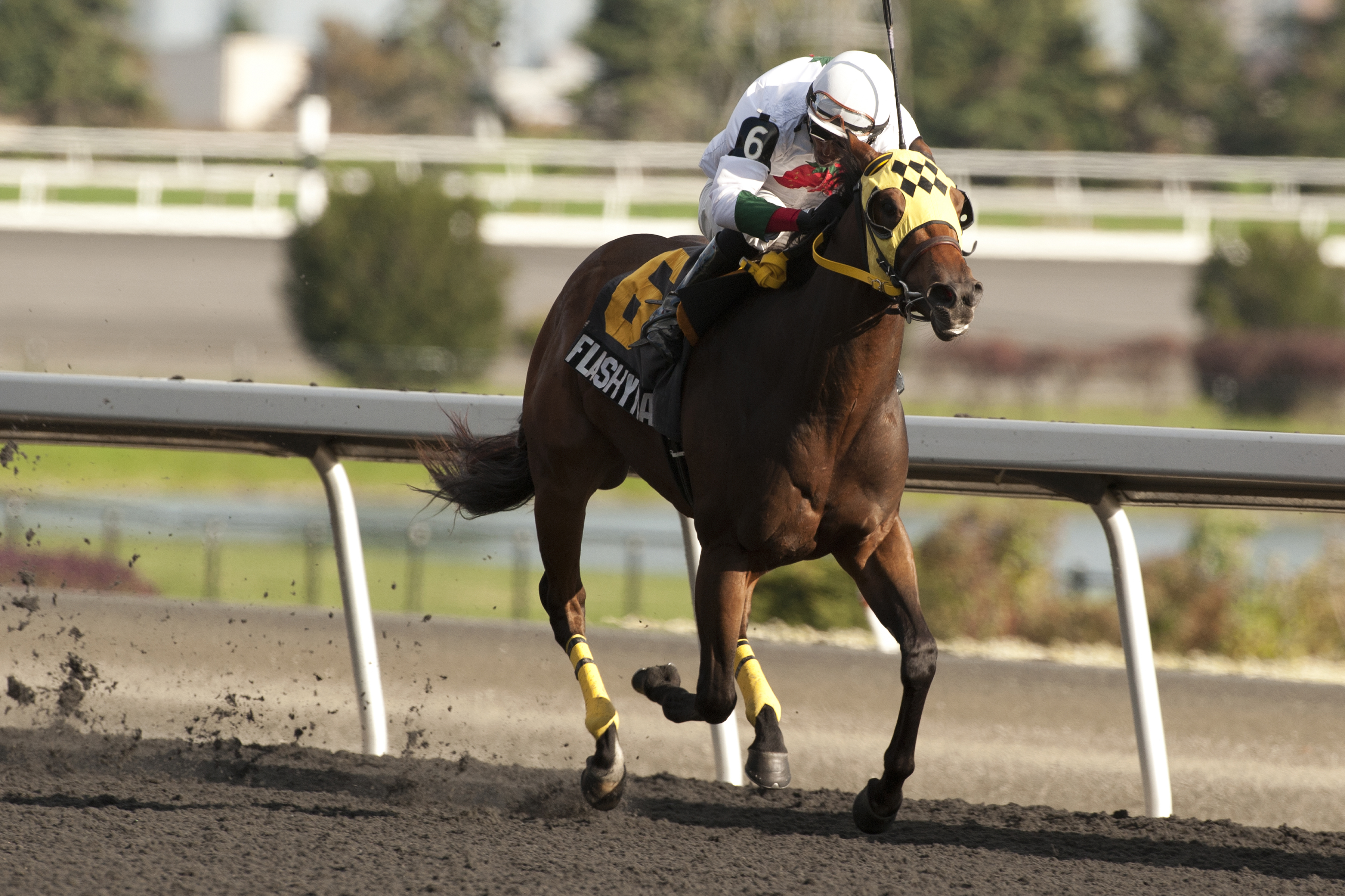 Flashy Margaritta wins the Bull Page Stakes