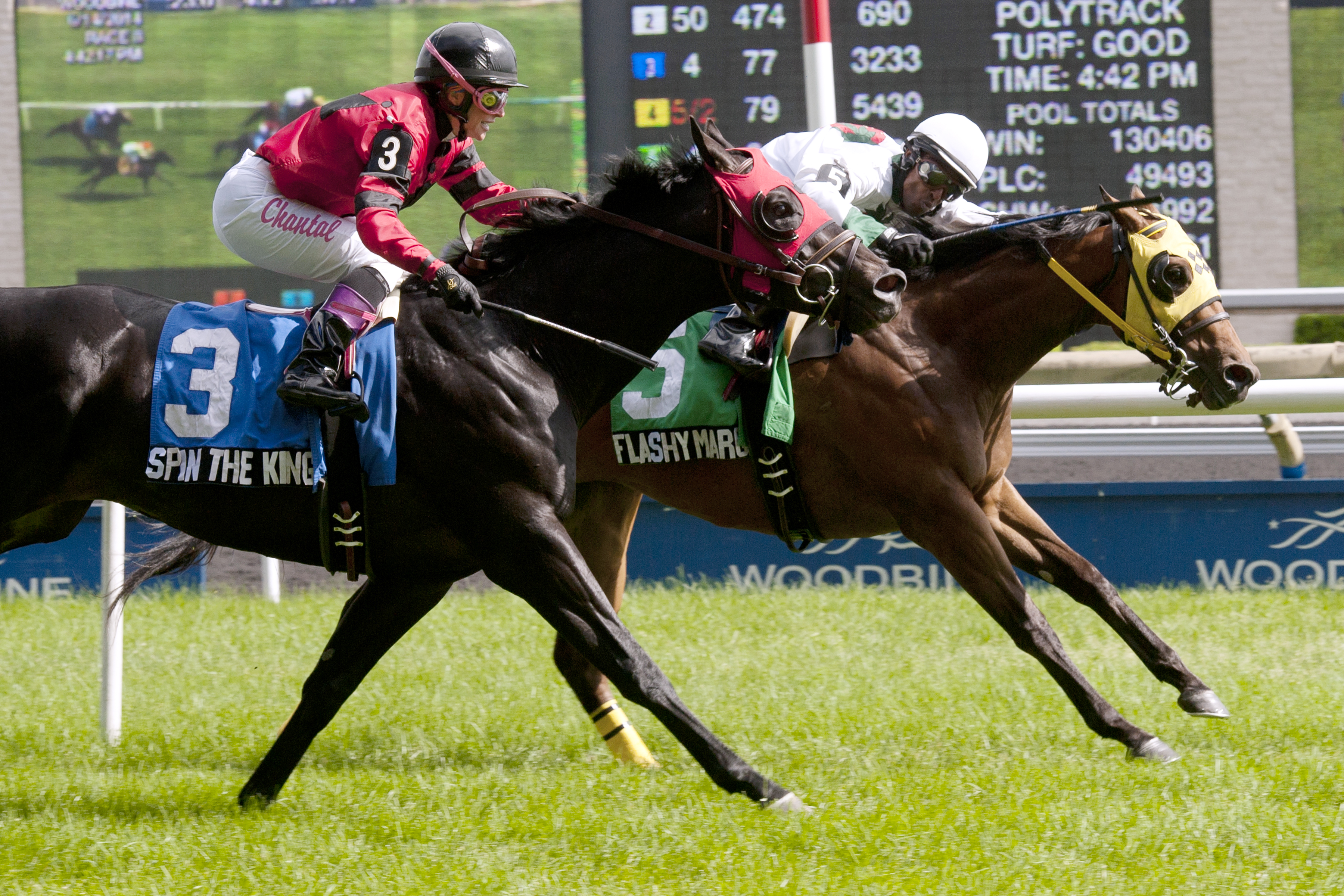 Spin the King finishes second in the 2014 Bold Ruckus Stakes