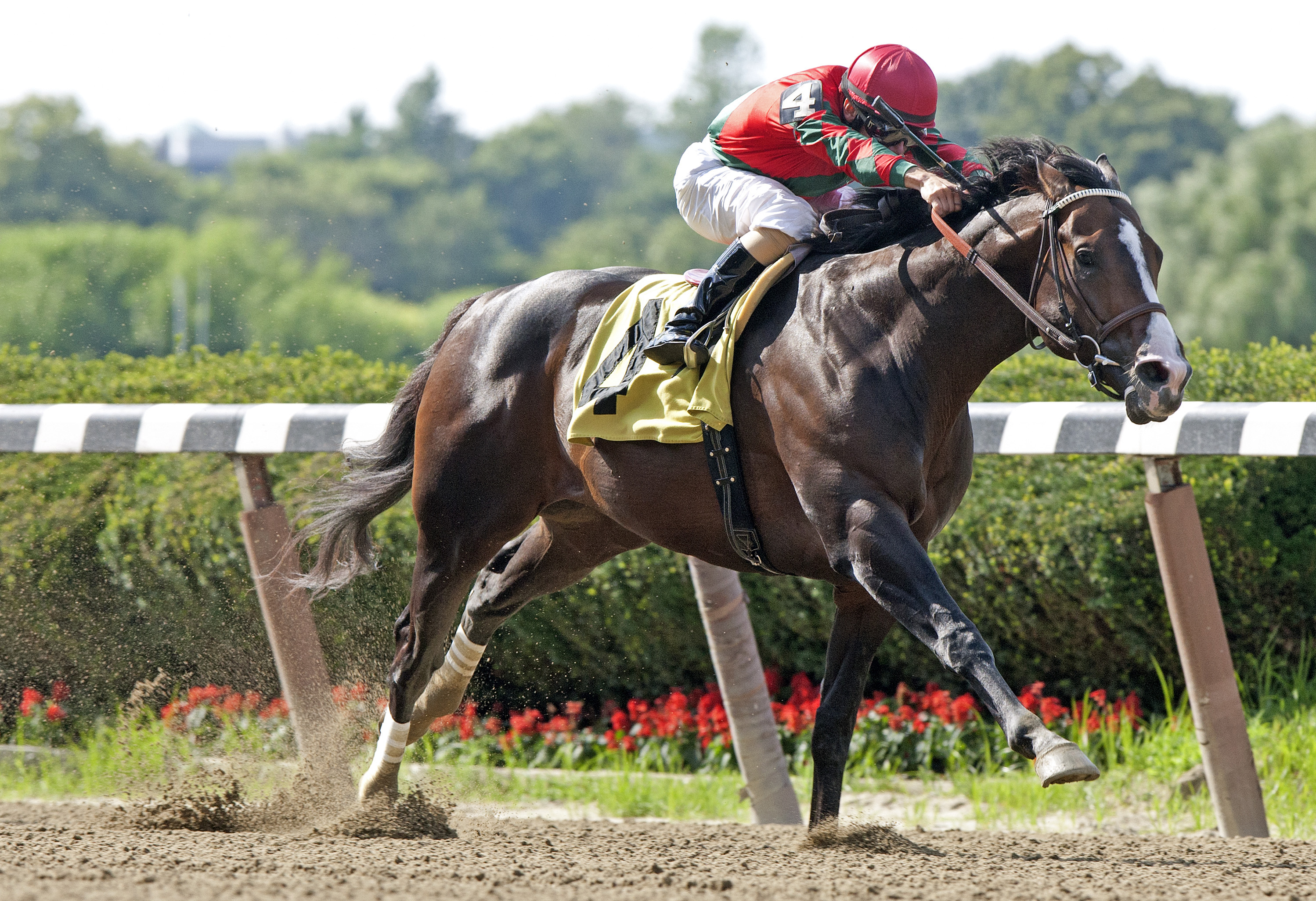 Flat Out, Suburban Handicap