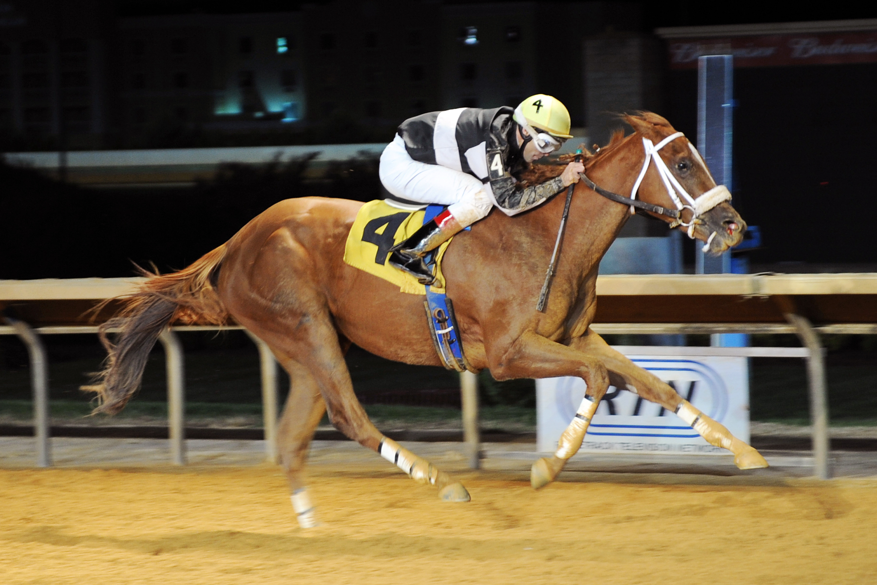 Flattering Bea wins the 2012 Shenandoah