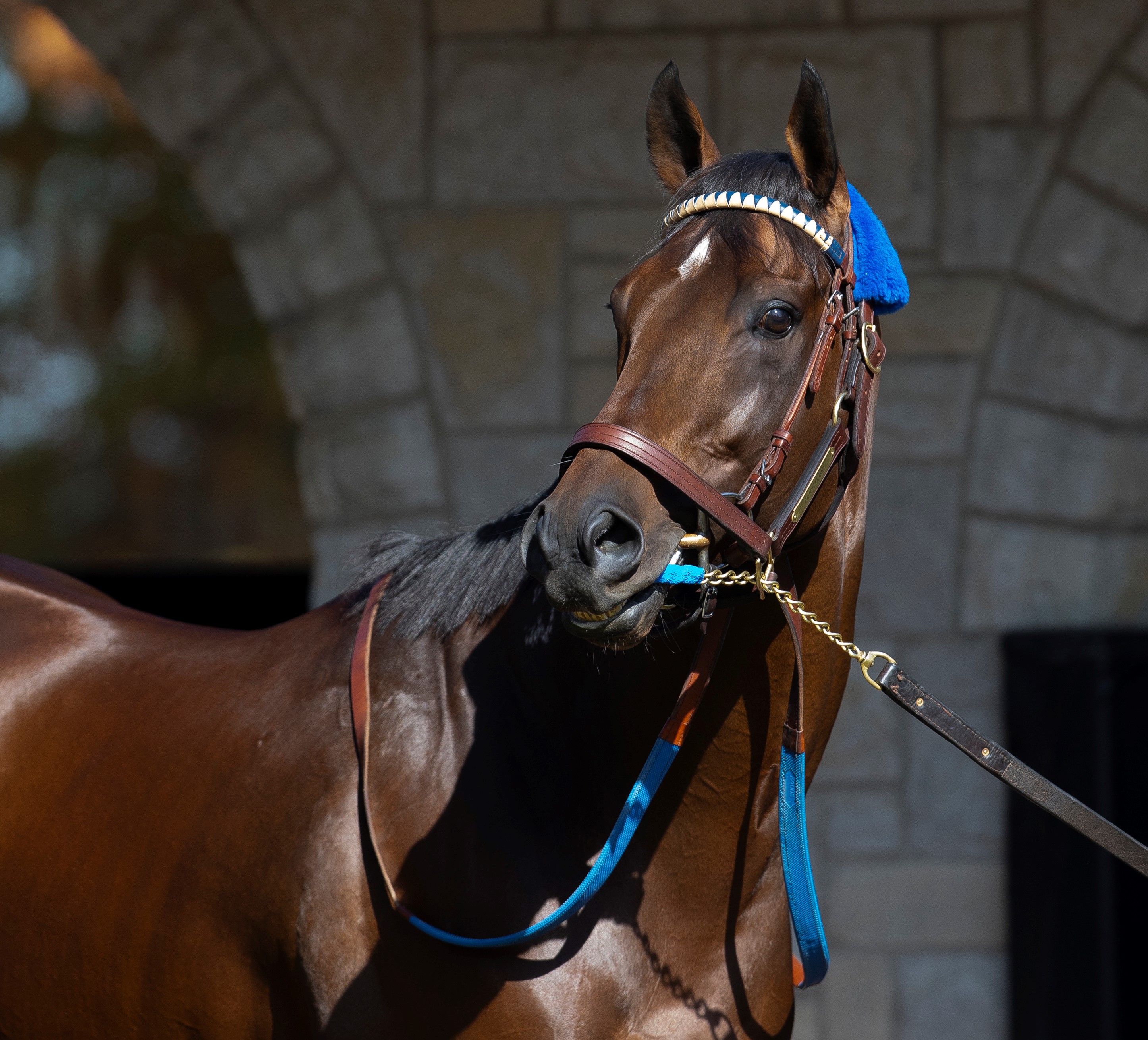 Flightline at Keeneland Oct 28 2022