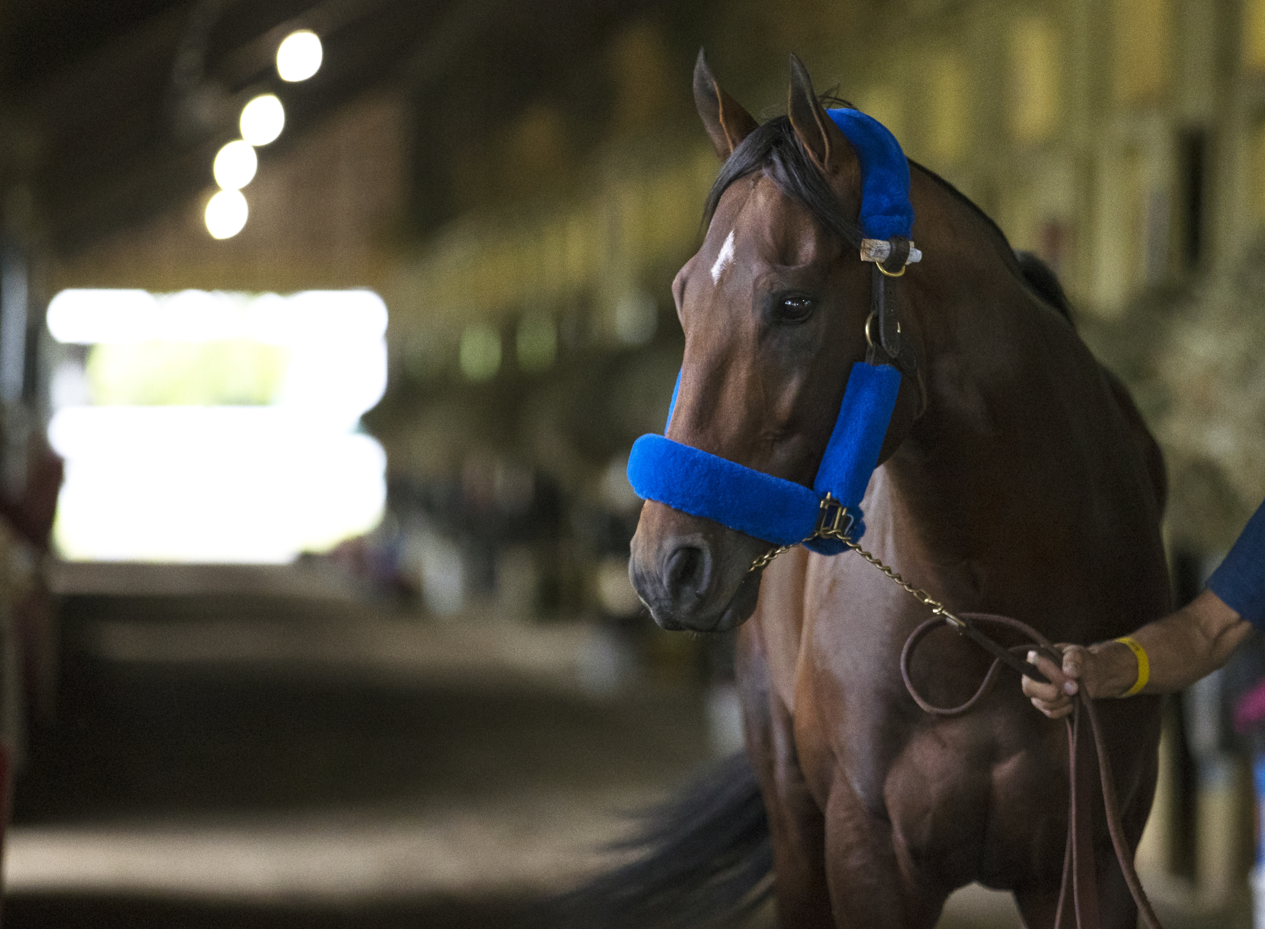 Flightline after his arrival at Belmont on June 7 2022