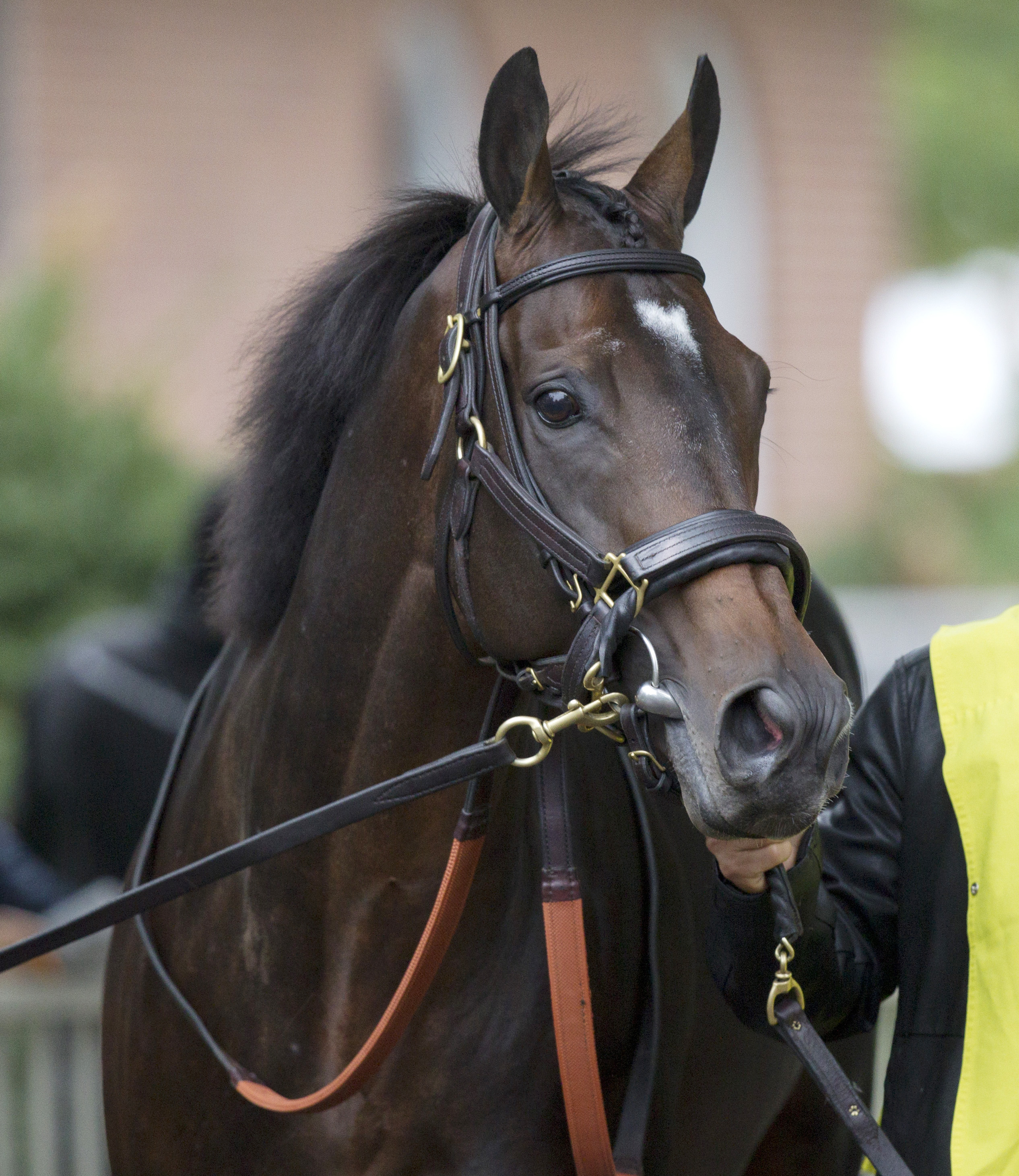 Flintshire, uno de los hijos del hoy desaparecido semental Dansili.