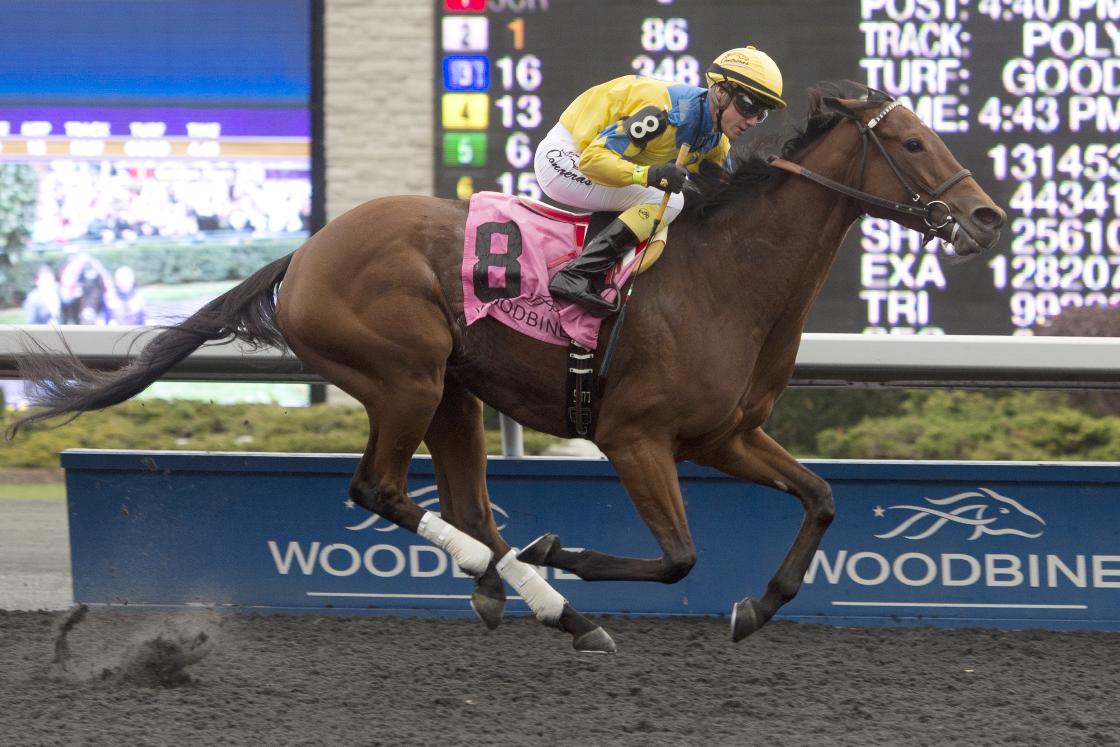 Flipcup wins the Maple Leaf Stakes