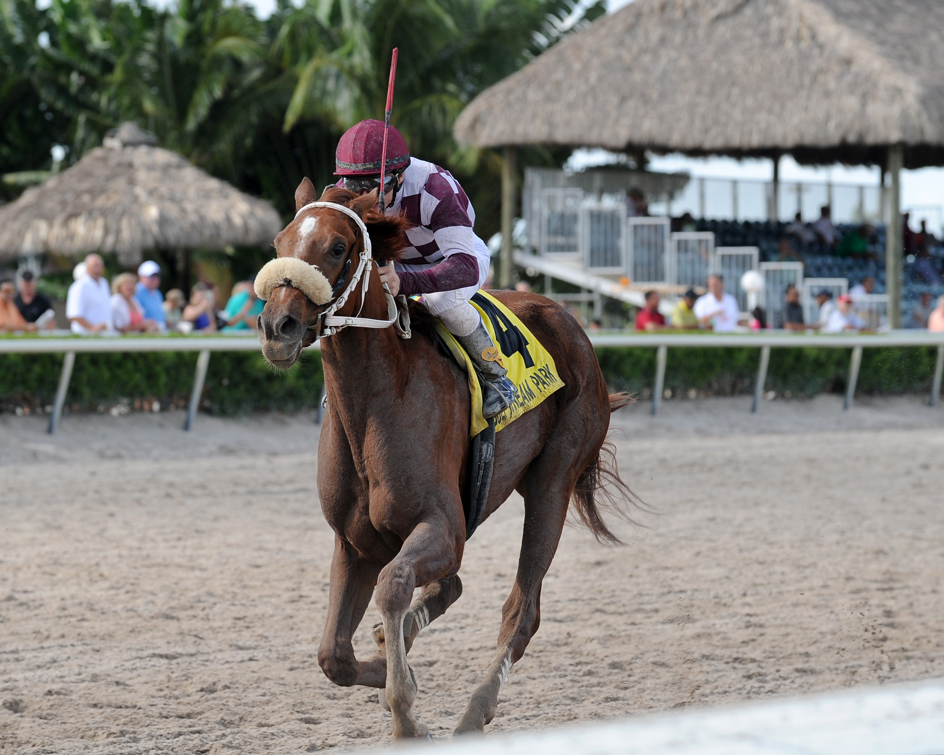 Flora Dora wins 2015 My Dear Girl
