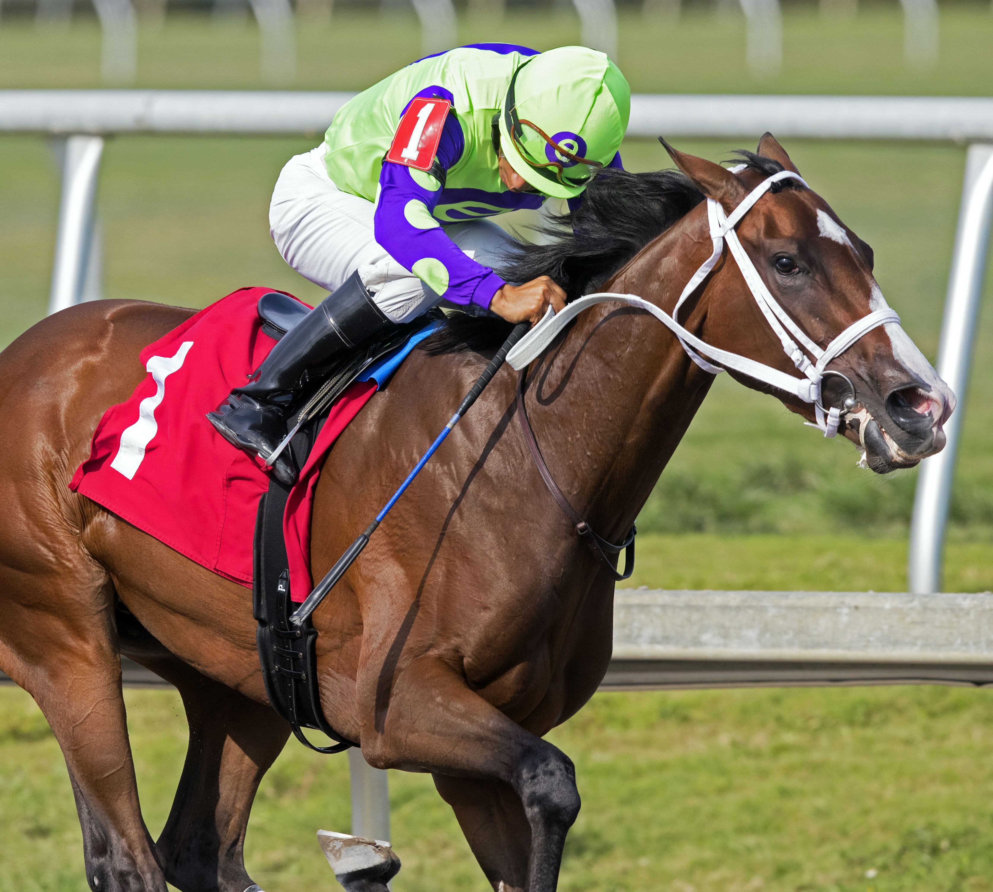 Florida Fabulous wins a March 31 allowance race