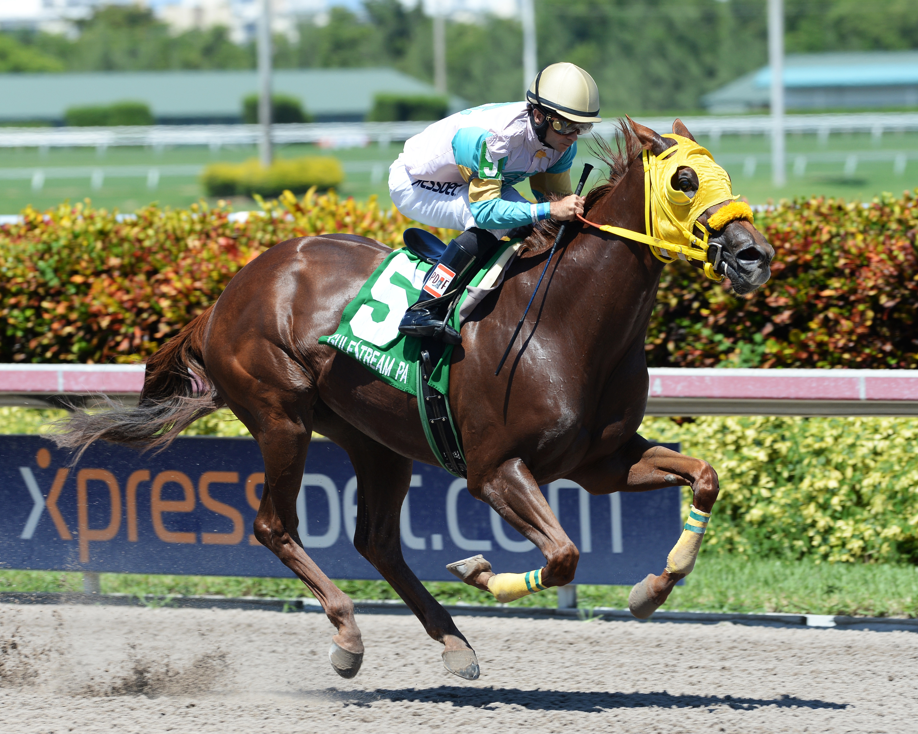 Flutterby wins the Gold Mover