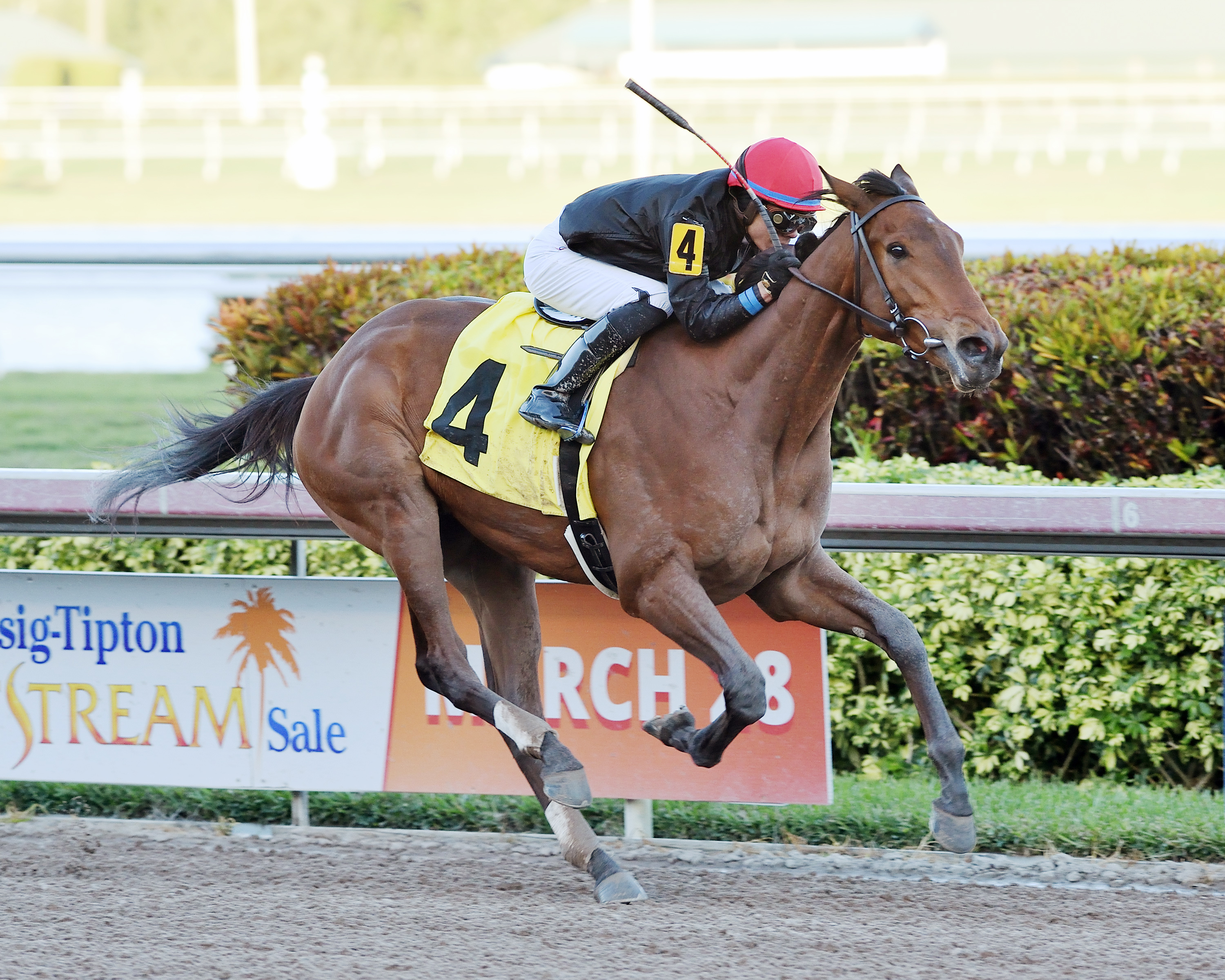 Fly So High wins an Jan. 4 allowance race