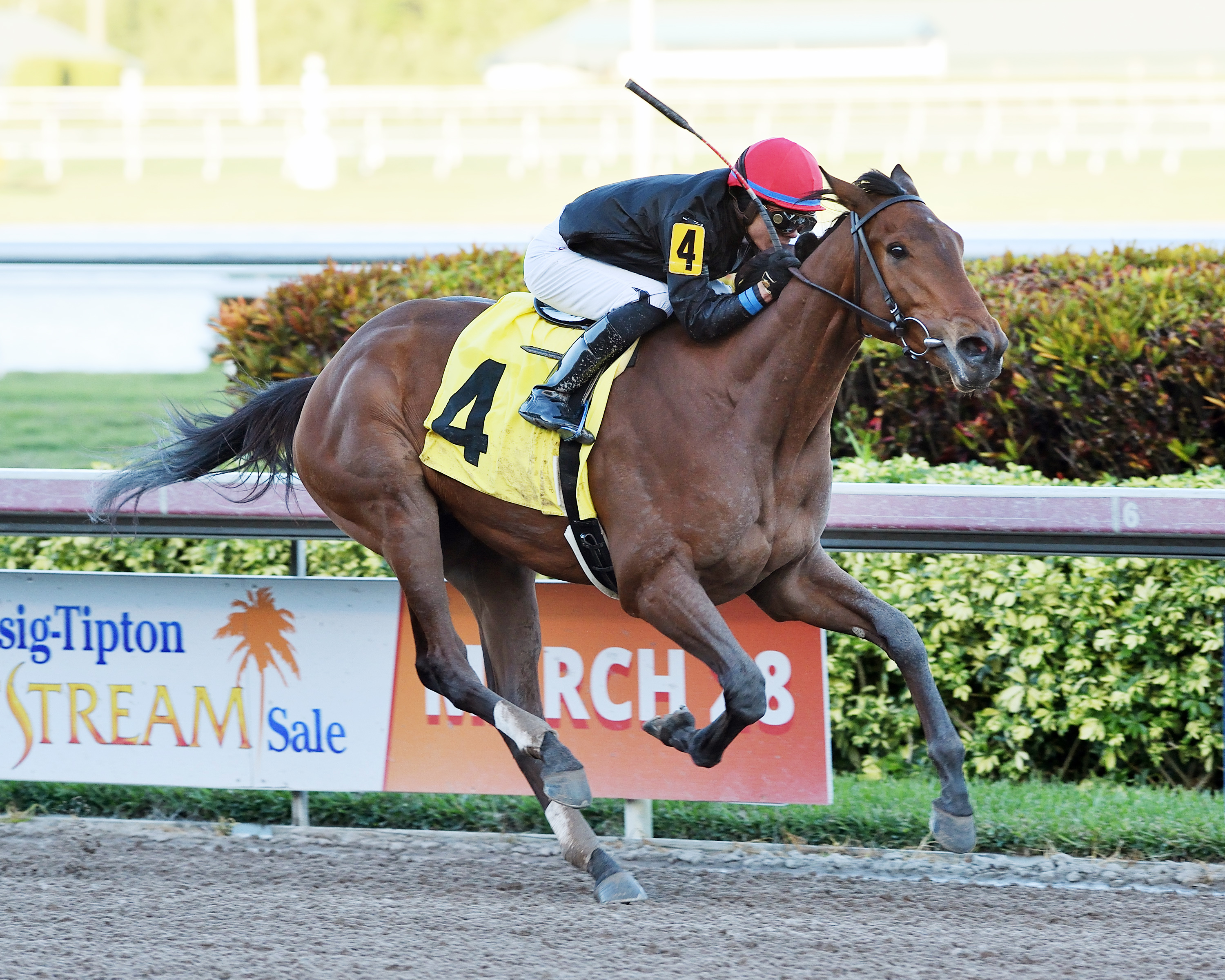 Fly So High wins an Jan. 4 allowance race