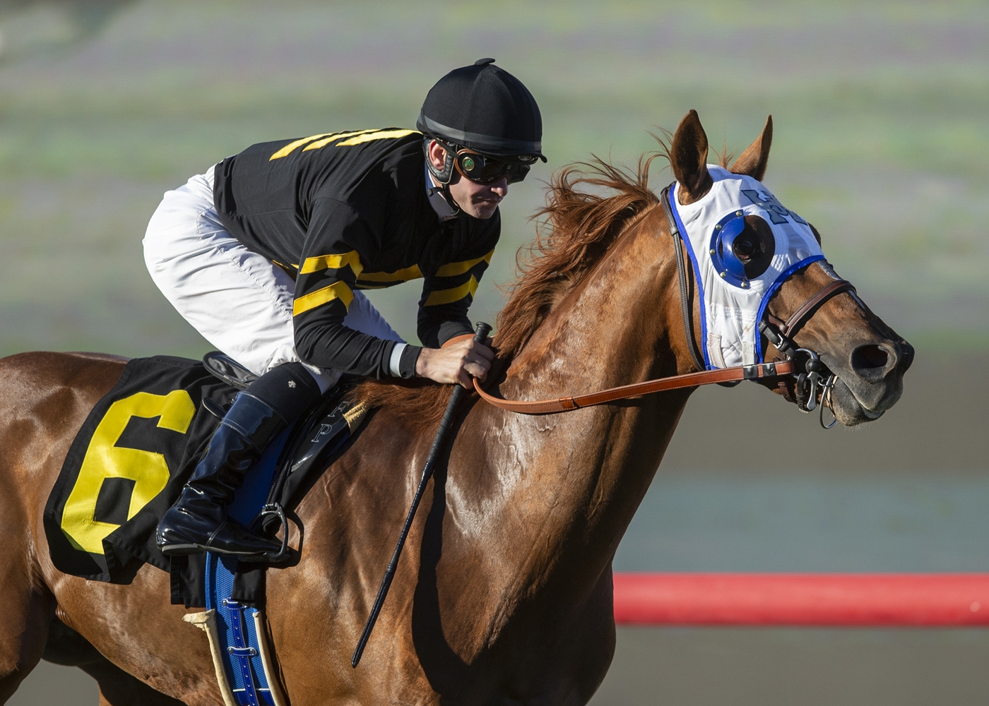 Flying Scotsman following his win in the 2018 Cecil B. Demille Stakes