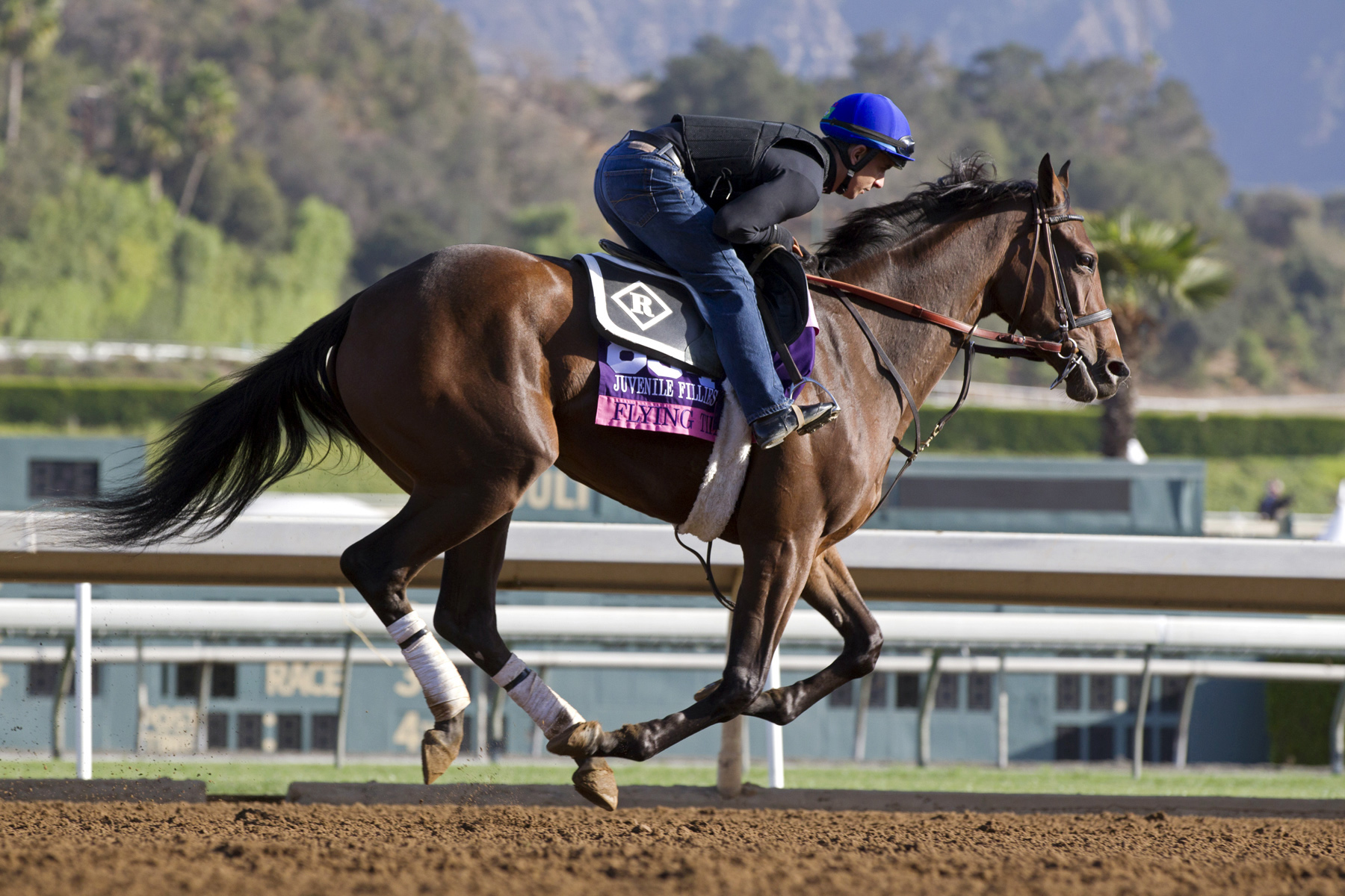 Flying Tipat training at Santa Anita