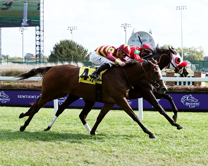 Flying the Colors (4) finishes second in an October 2018 maiden race at Churchill Downs