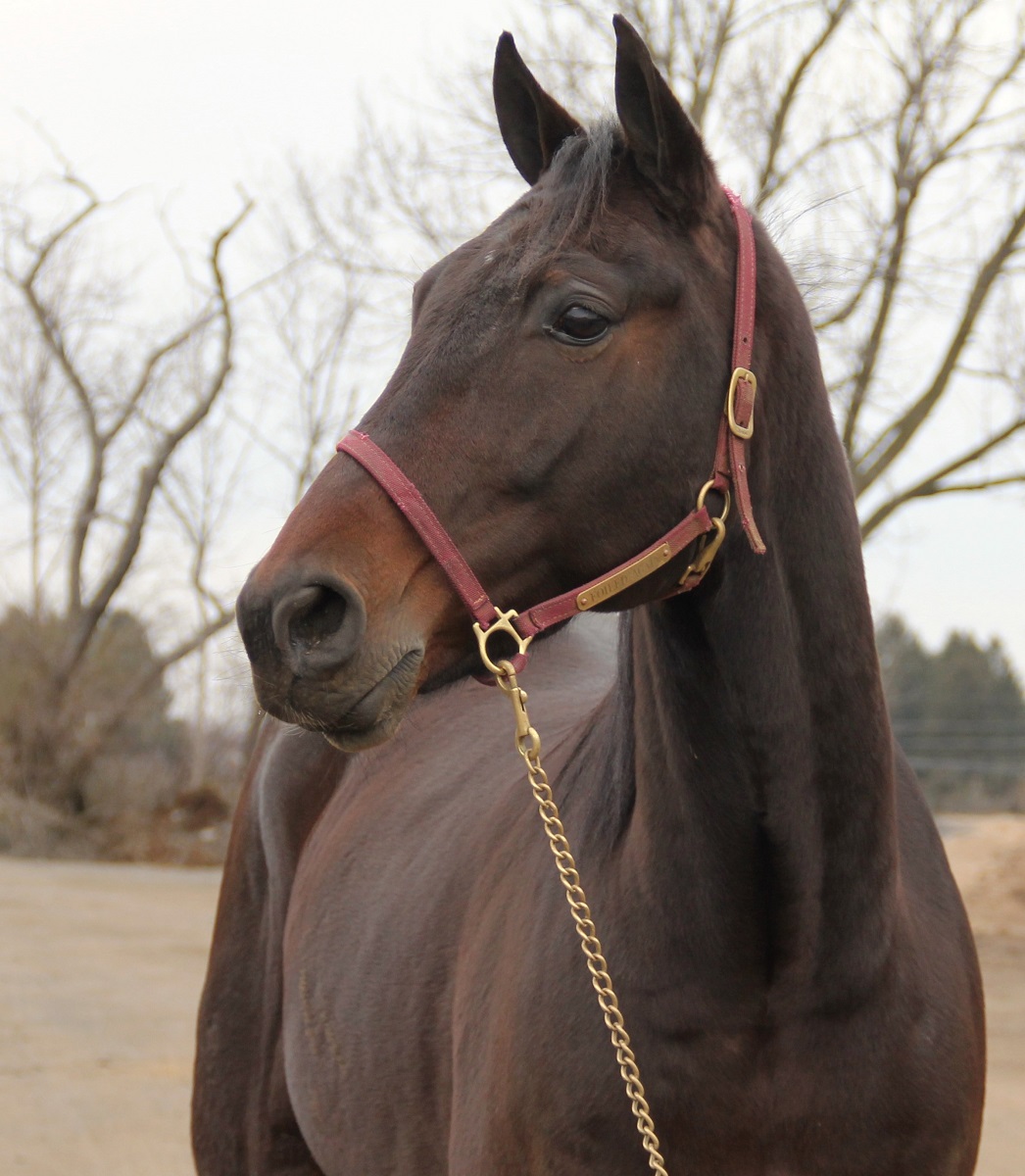 Foiled Again_Head