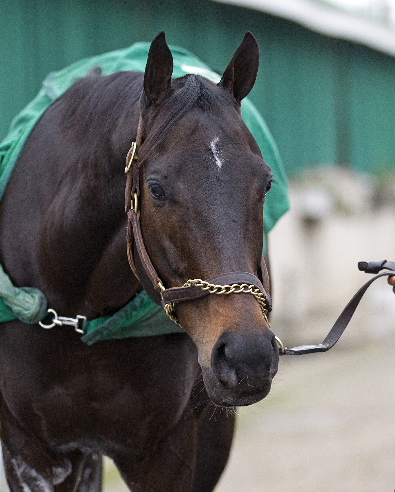 Weekend Warrior for Feb. 18: Force Freeze vulnerable at seven furlongs