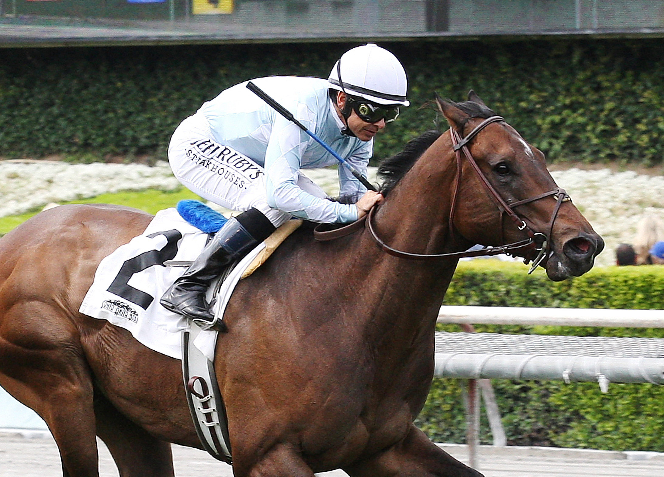 Forest Chatter wins an allowance race
