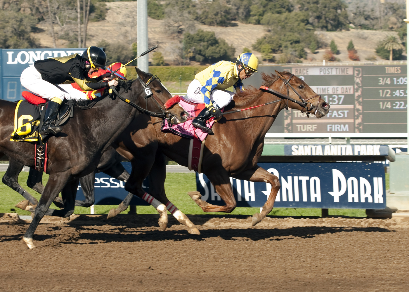 Forever Darling wins 2015 Santa Ynez