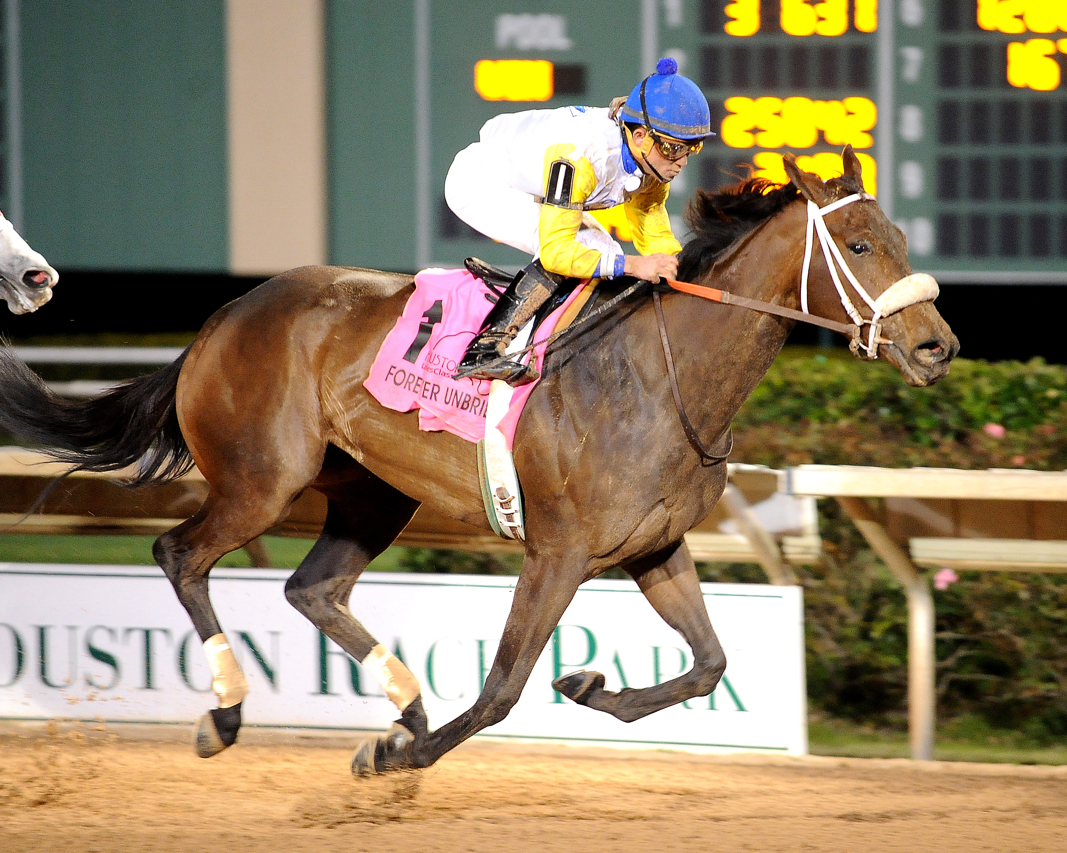 Forever Unbridled 1-30-2016