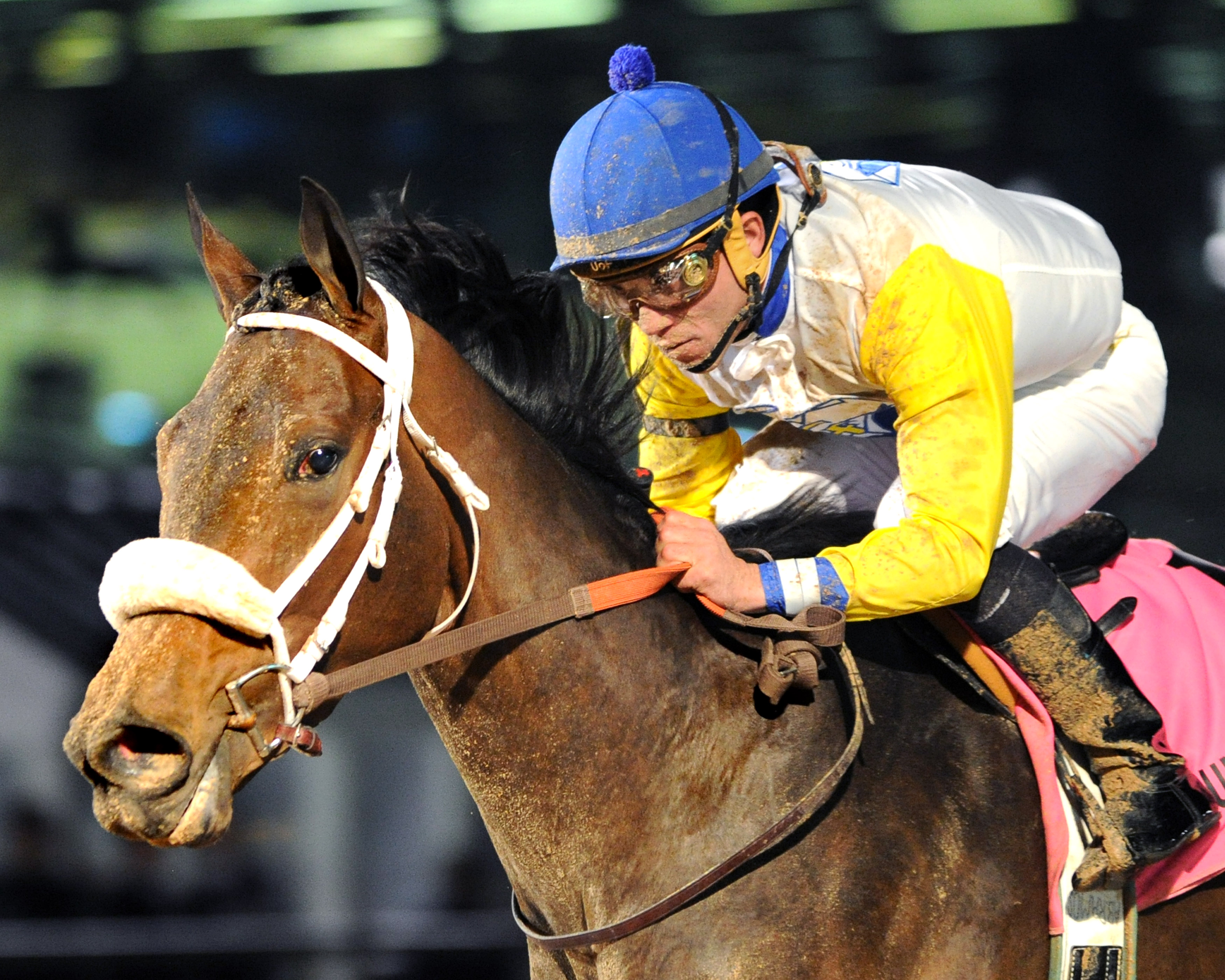 Forever Unbridled