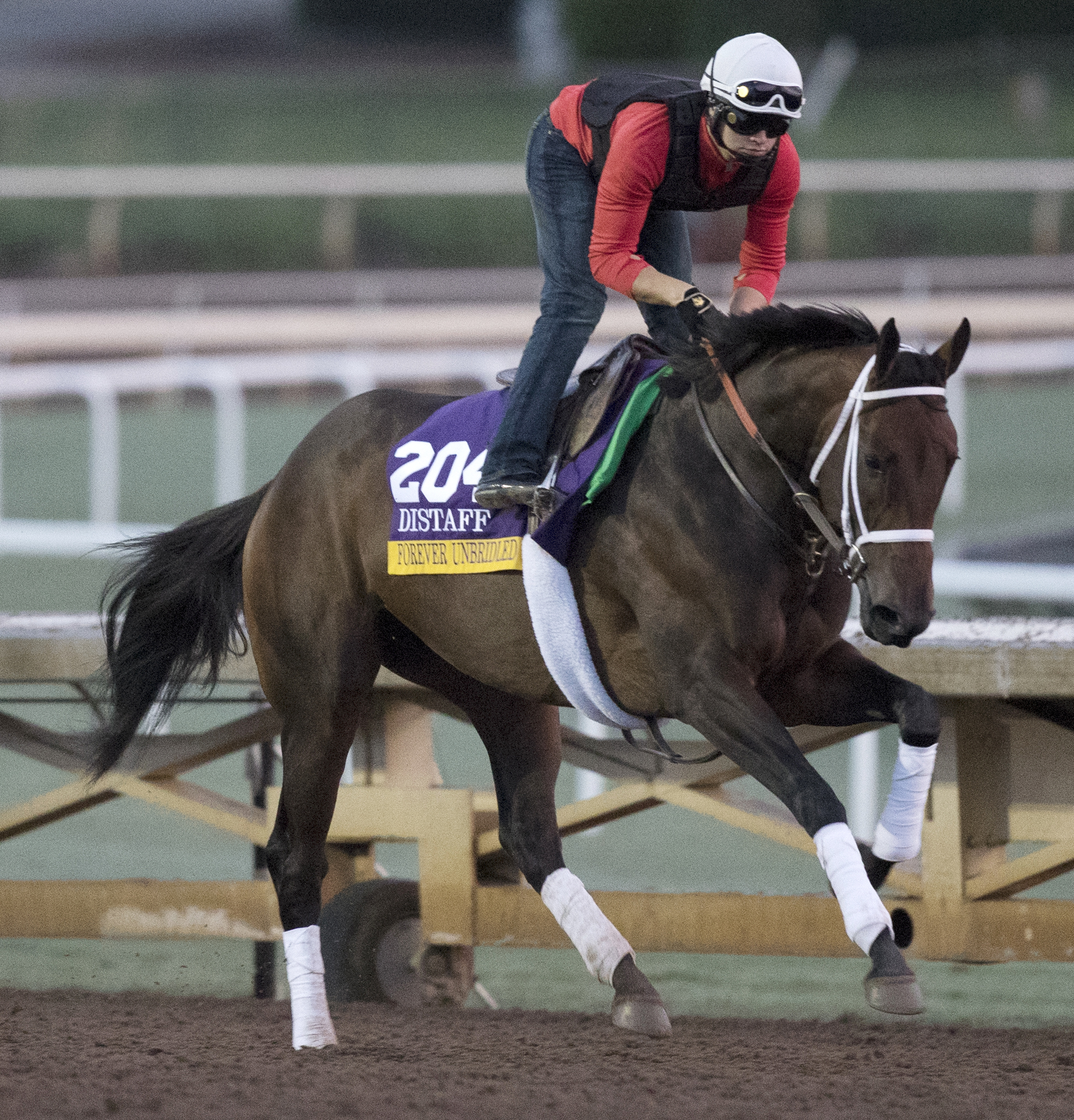Forever Unbridled trains for the 2016 Breeders' Cup