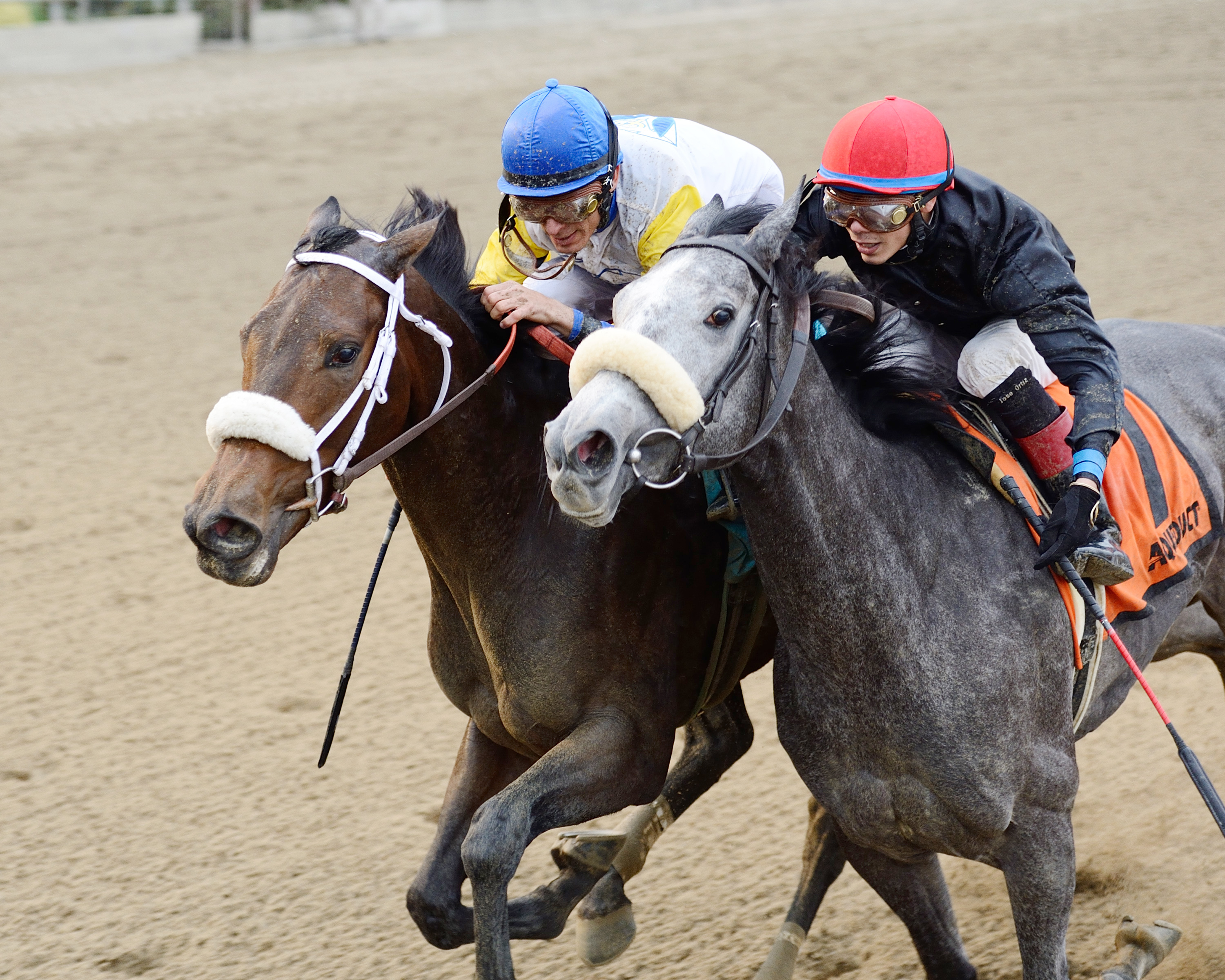 Carrumba finishes second in the 2015 Comely Stakes