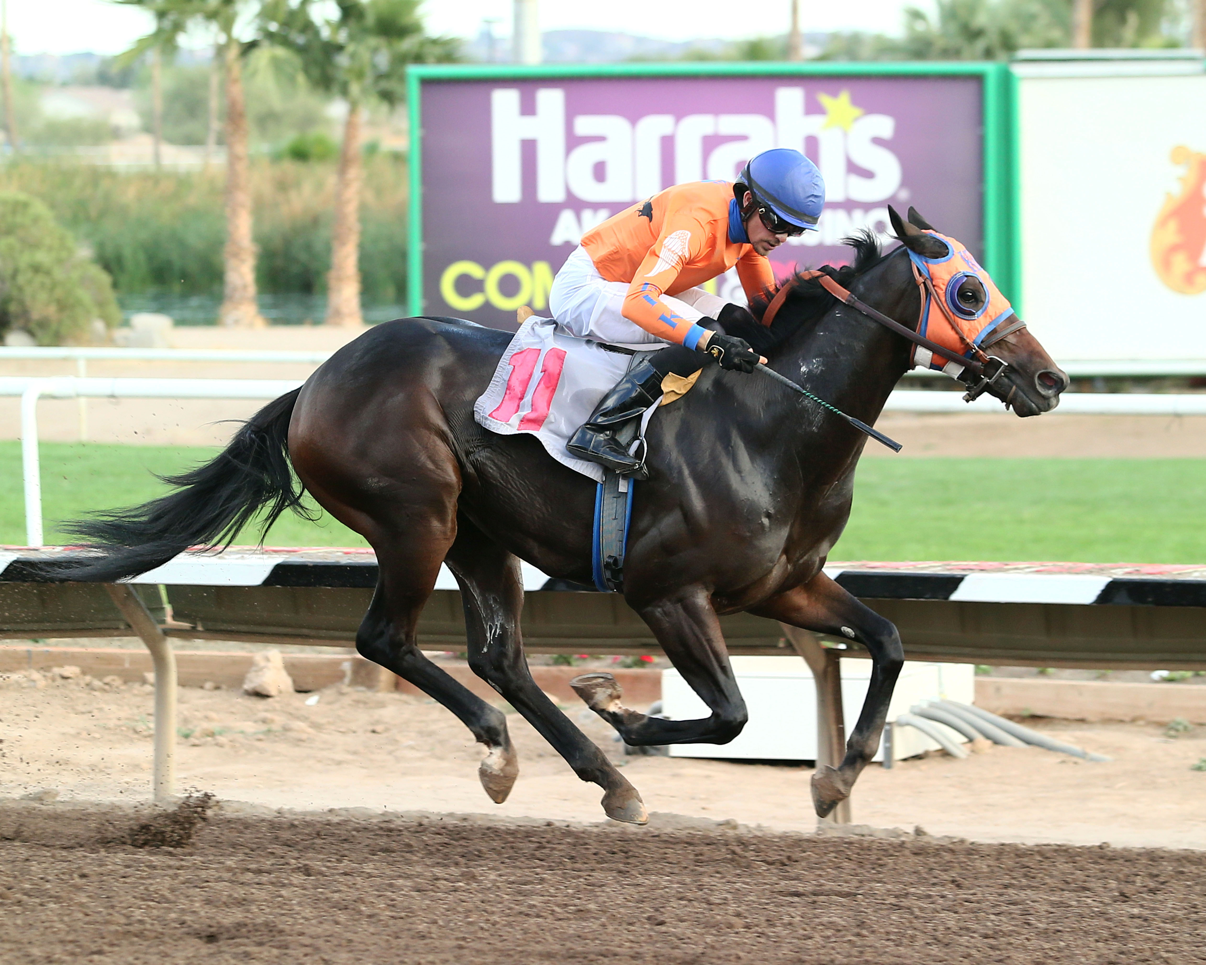 Fortified Effort wins the ATBA Fall Sales Stakes for colts and geldings