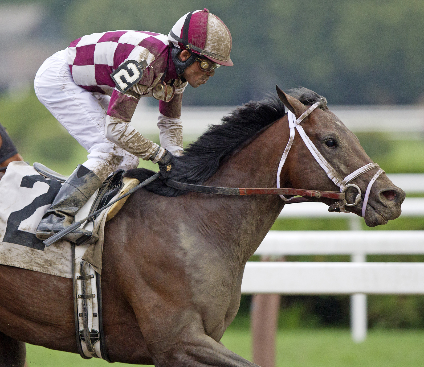 Forty Tales, Amsterdam Stakes