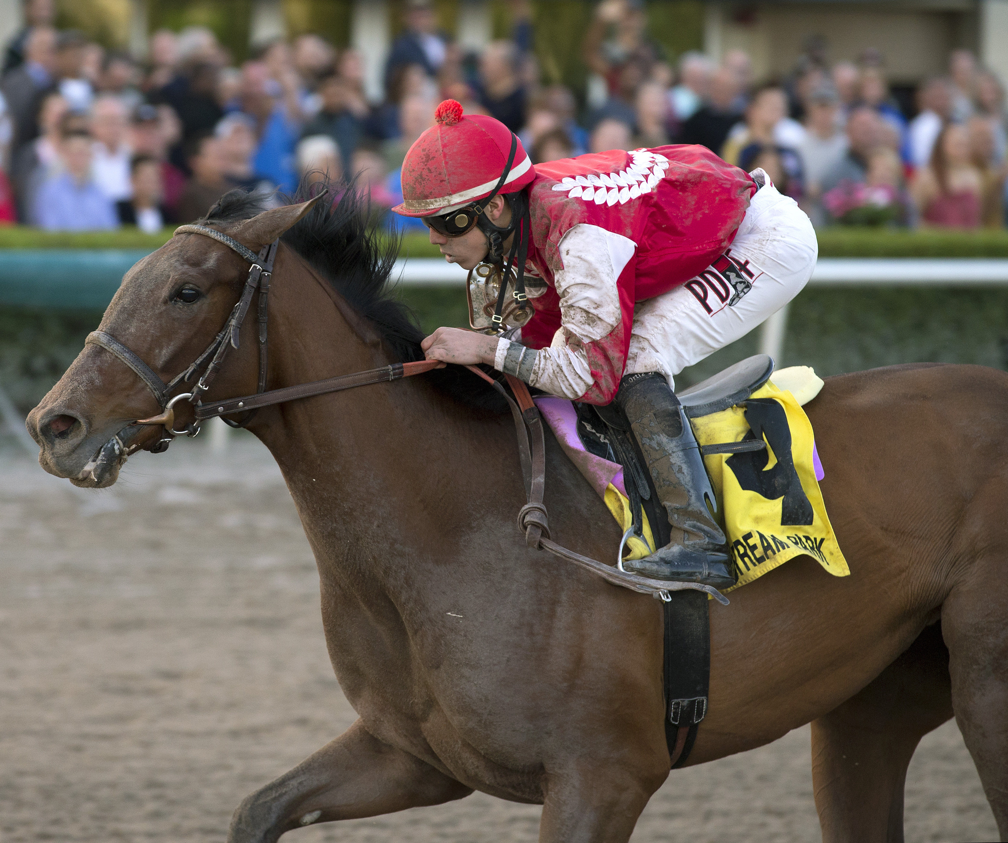 Birdatthewire wins 2015 Forward Gal
