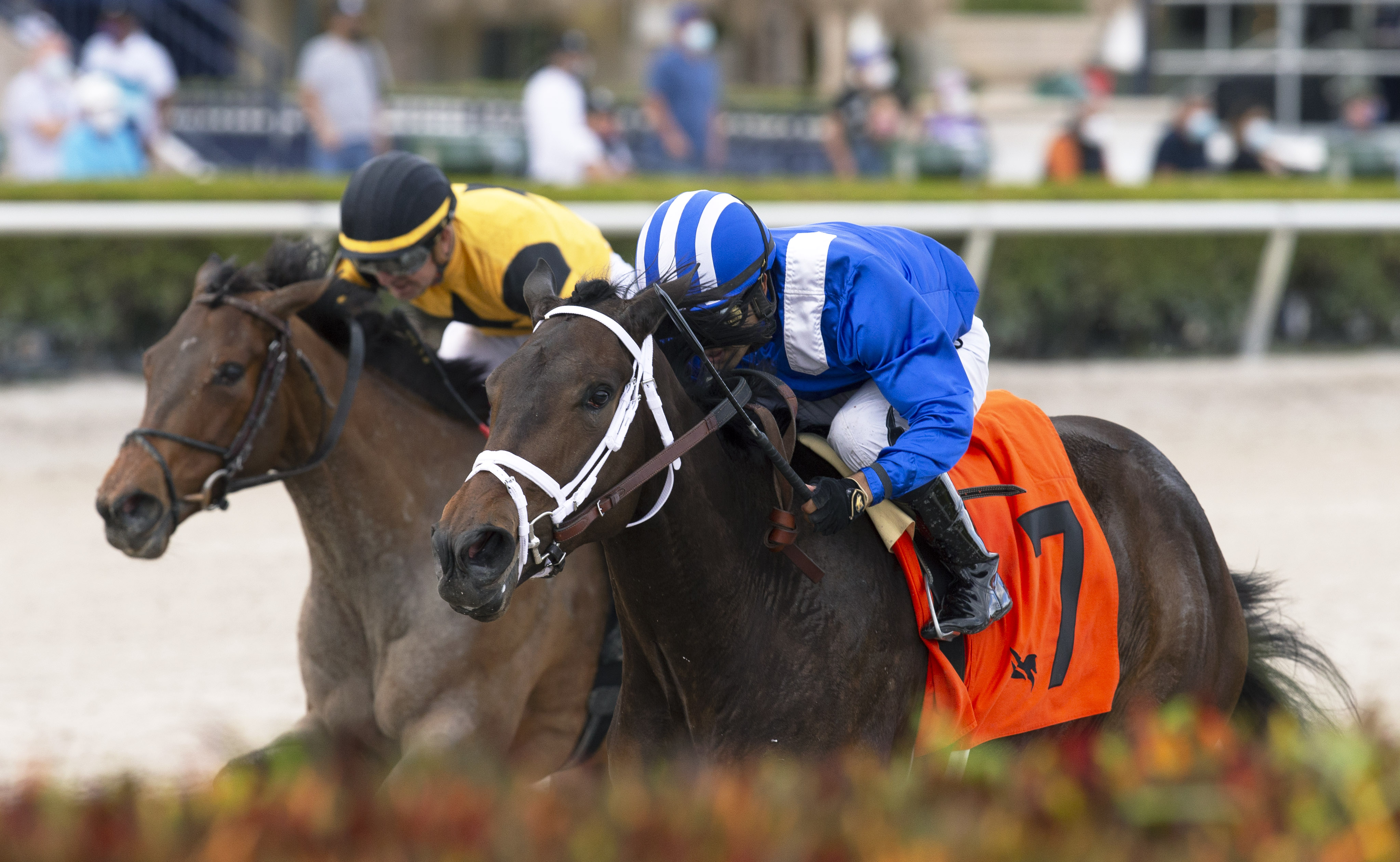 Zaajel wins the Forward Gal 1-30-2021