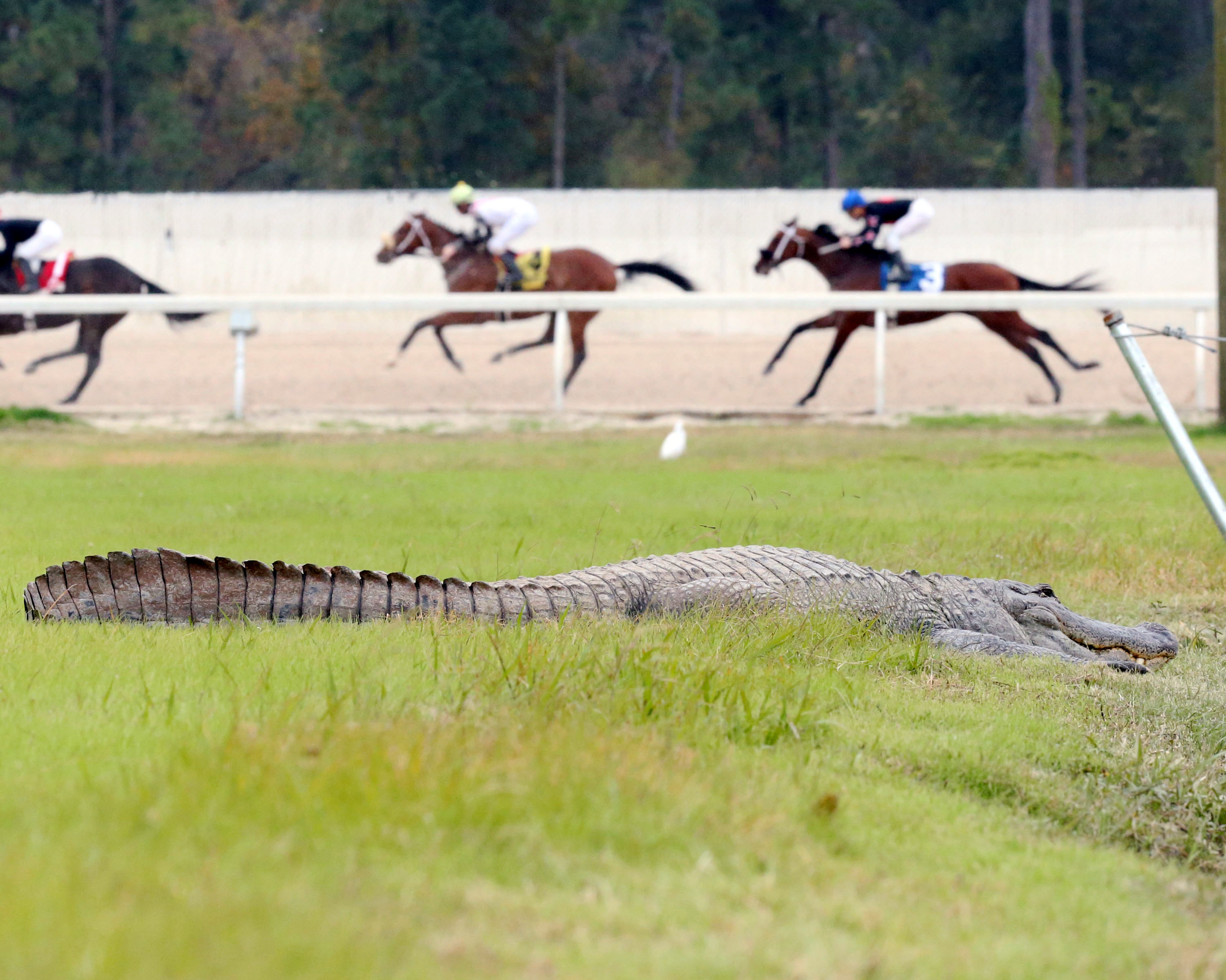 An alligator in the Delta Downs infield