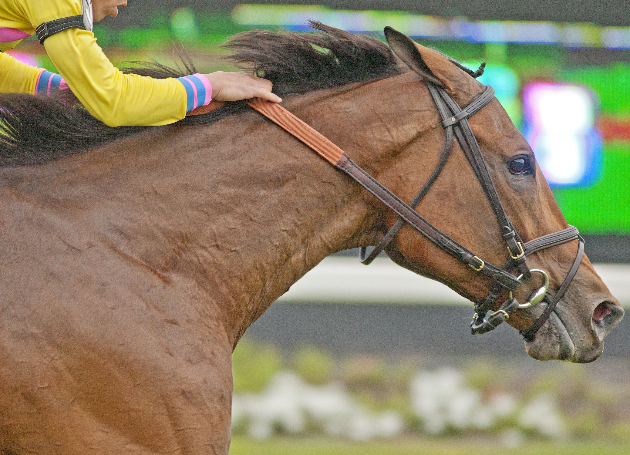 Fourstar Crook wins the 2018 Hillsborough Stakes