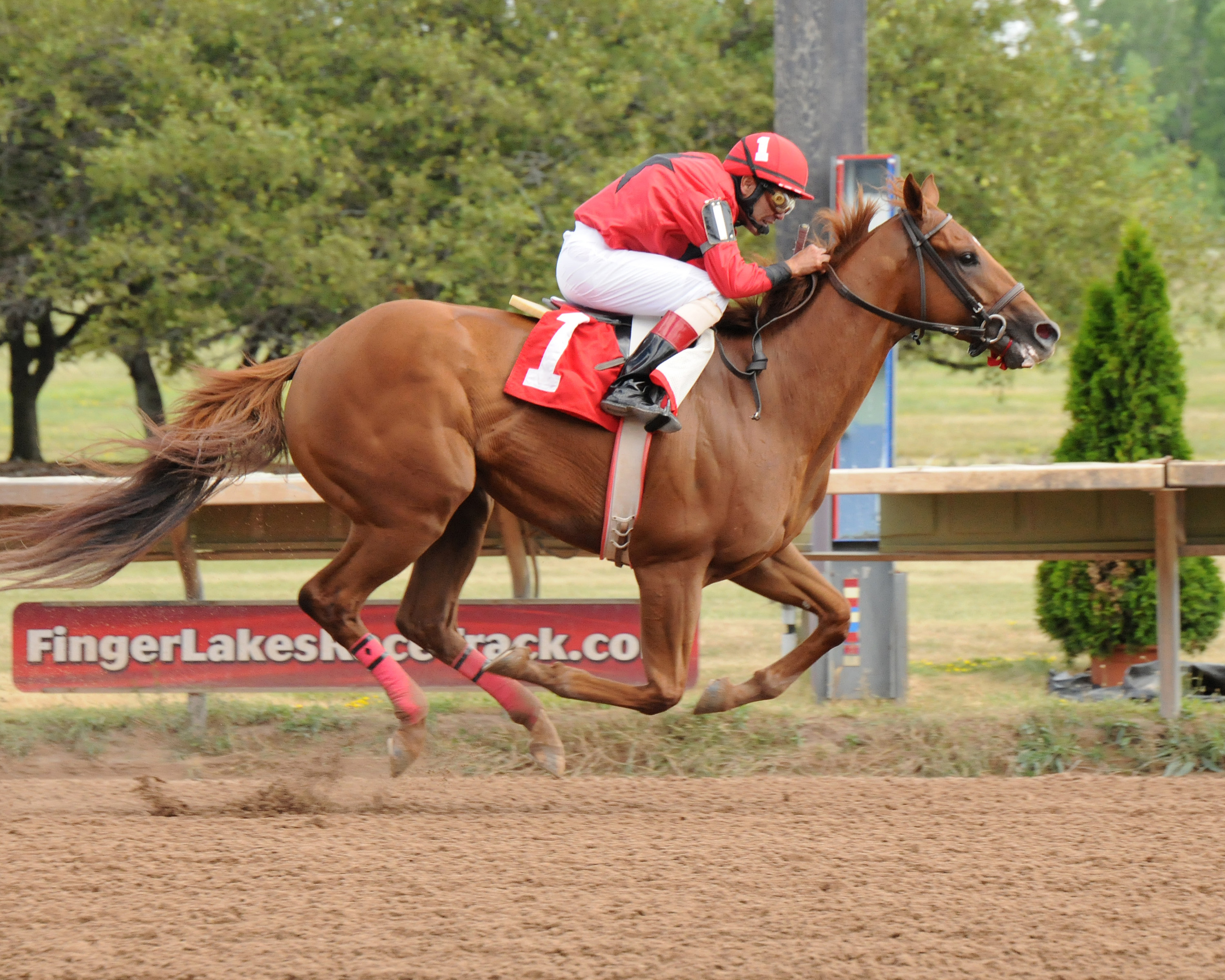 Fox Rules, 2012 New York Derby