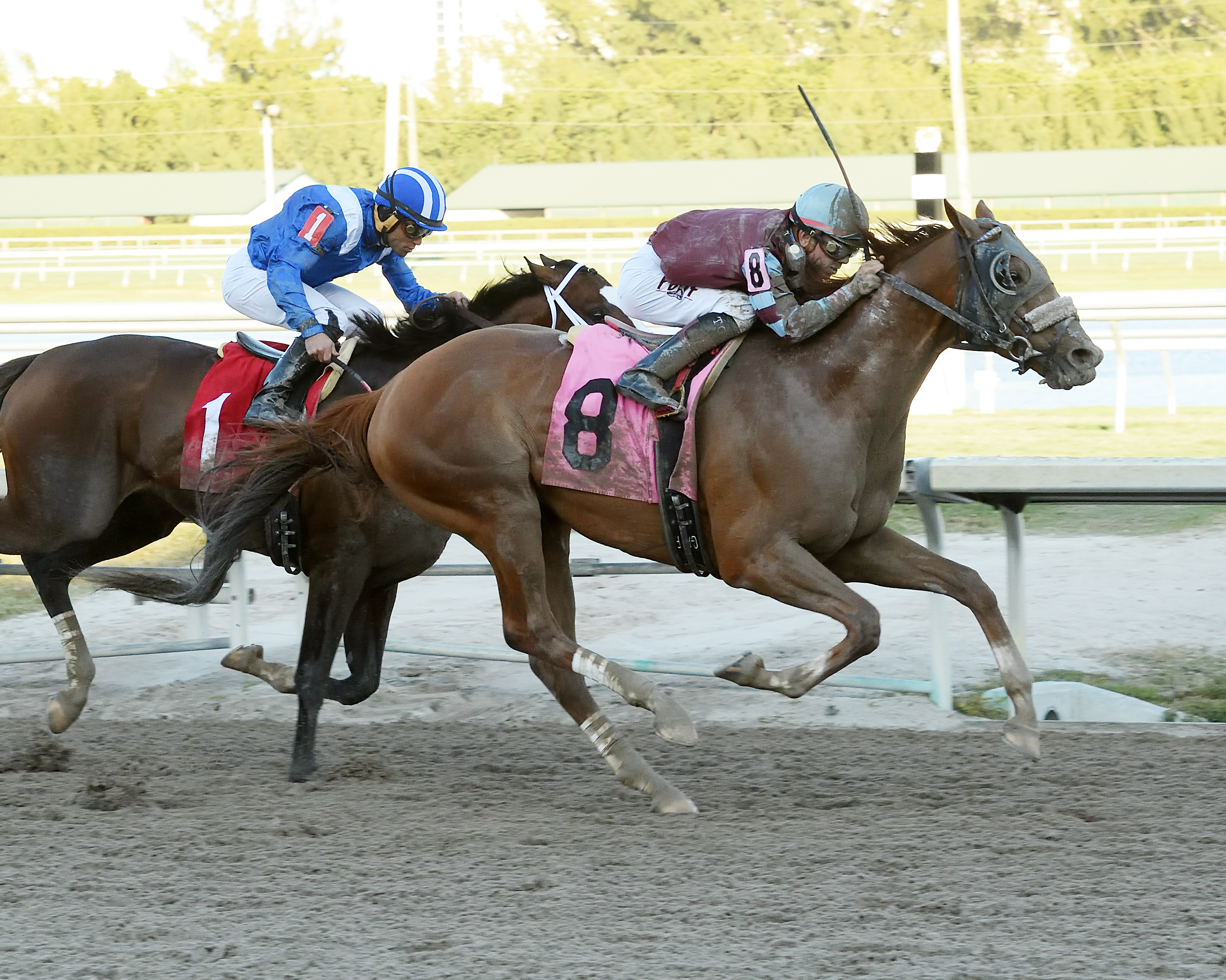 Tathqeef finishes second in his North American debut
