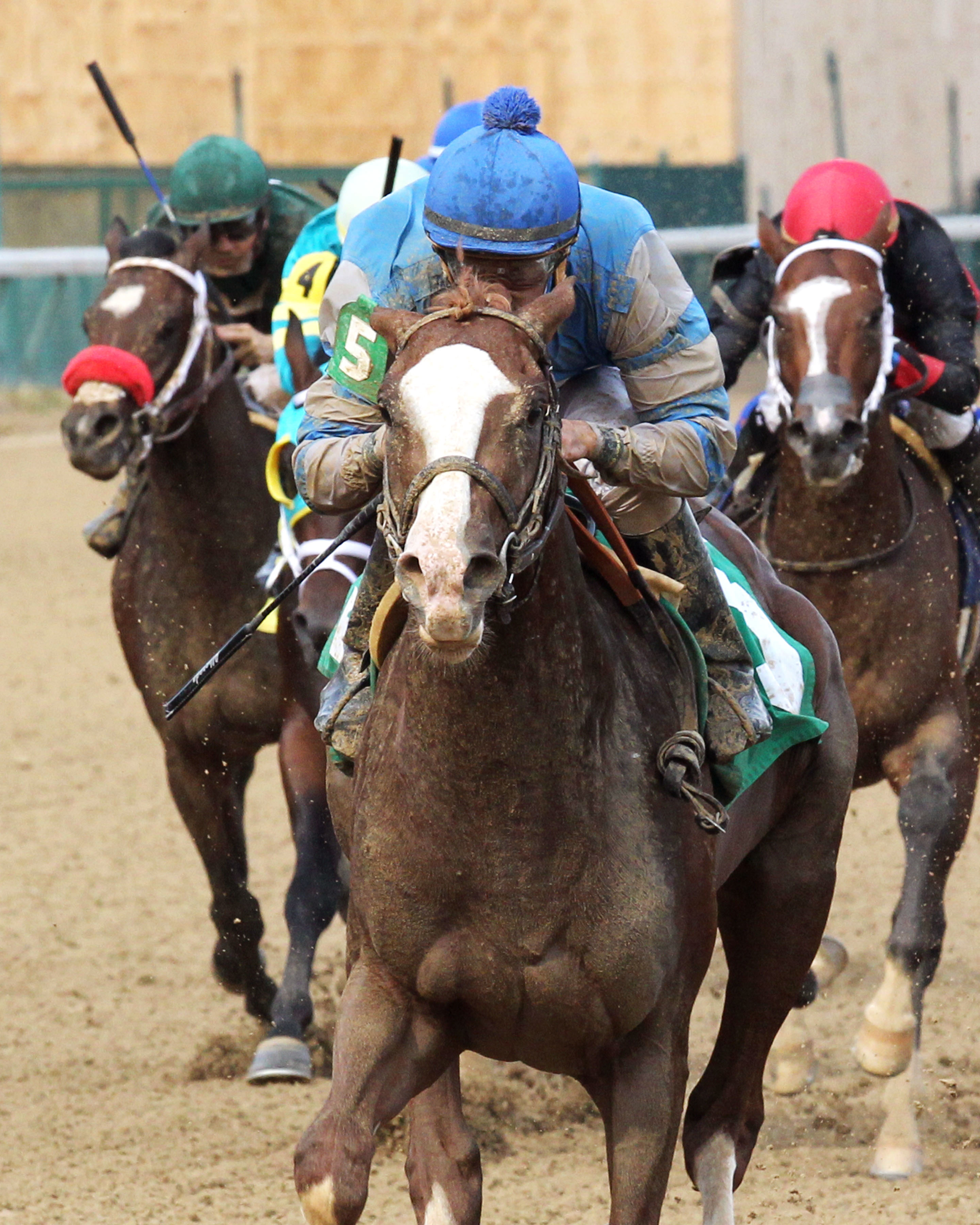 Free Drop Billy wins a Churchill maiden race