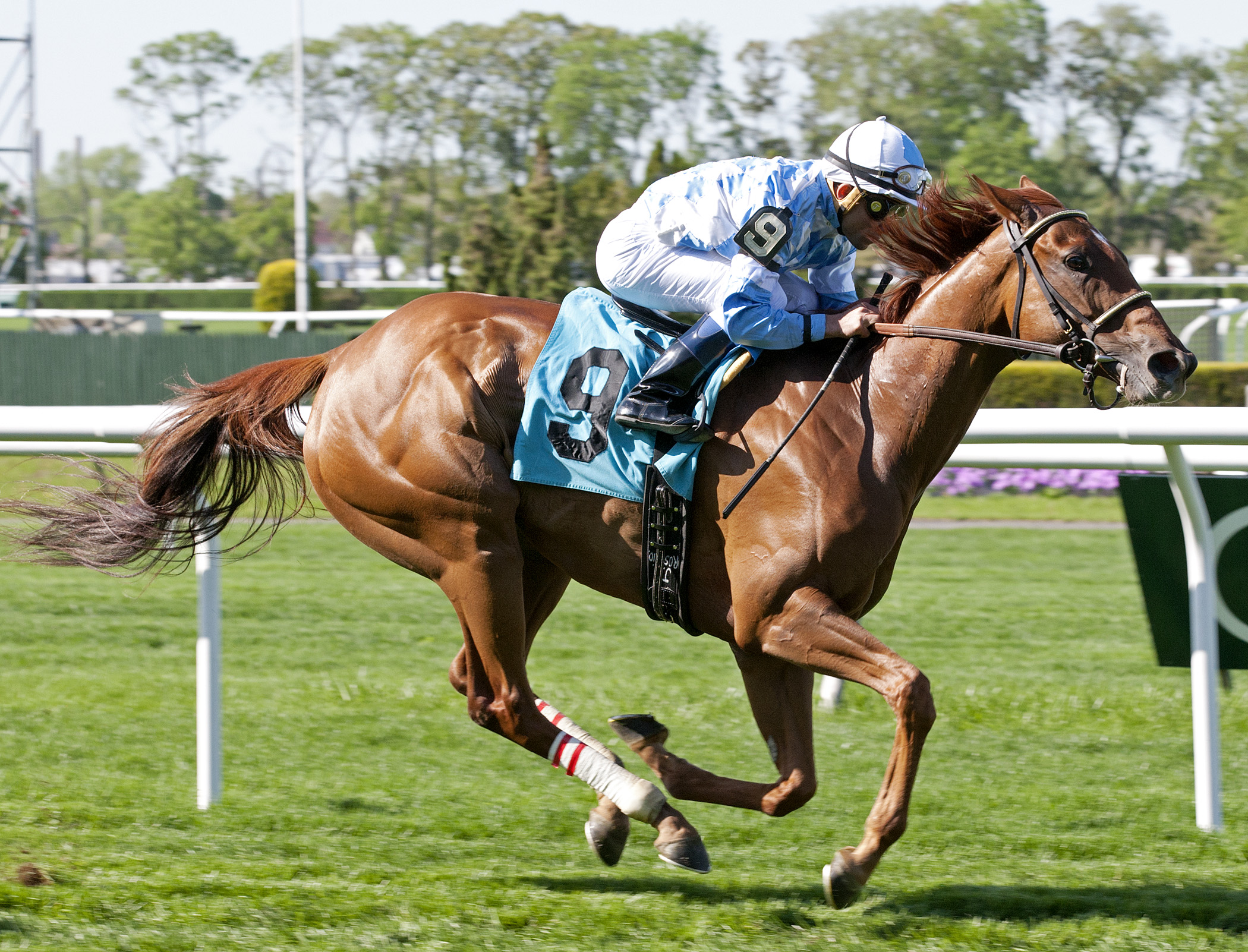 Free as a Bird wins 2014 License Fee Stakes
