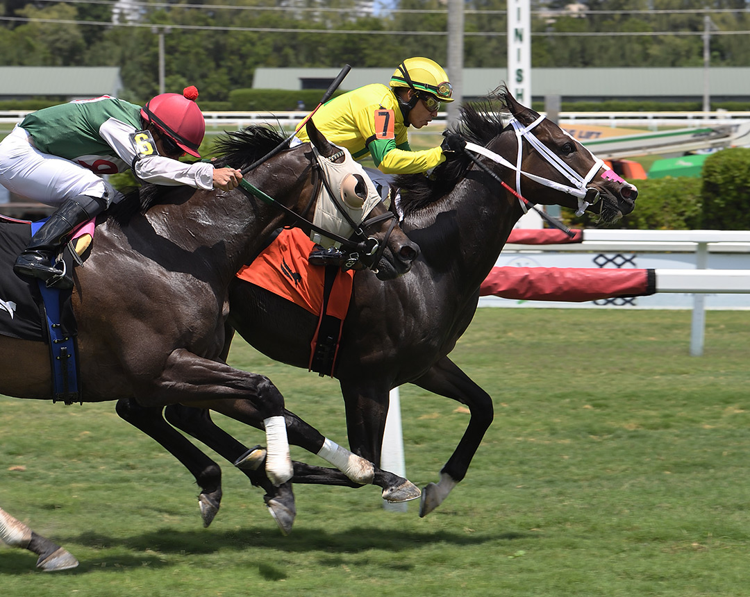 French Reef wins a May 21 allowance at Gulfstream Park