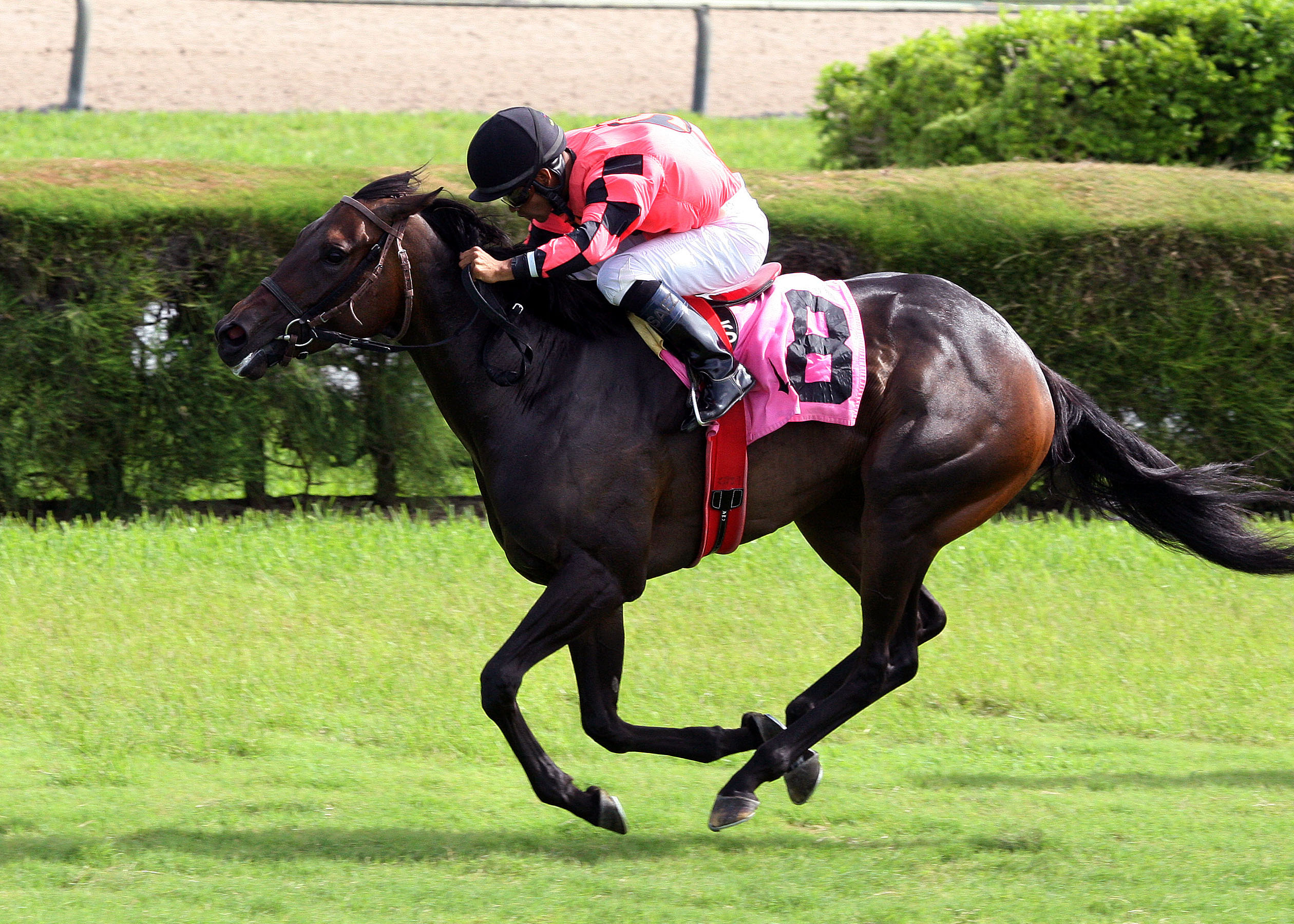 Frolic's Revenge/Sweettrickydancer Stakes