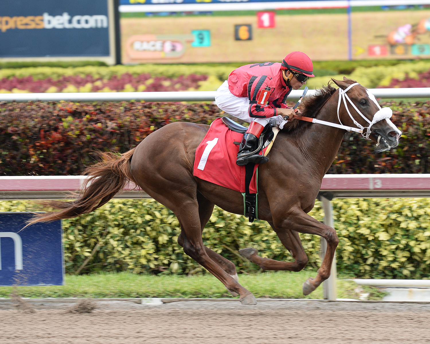 Front Loaded wins a 2016 maiden race at Gulfstream Park