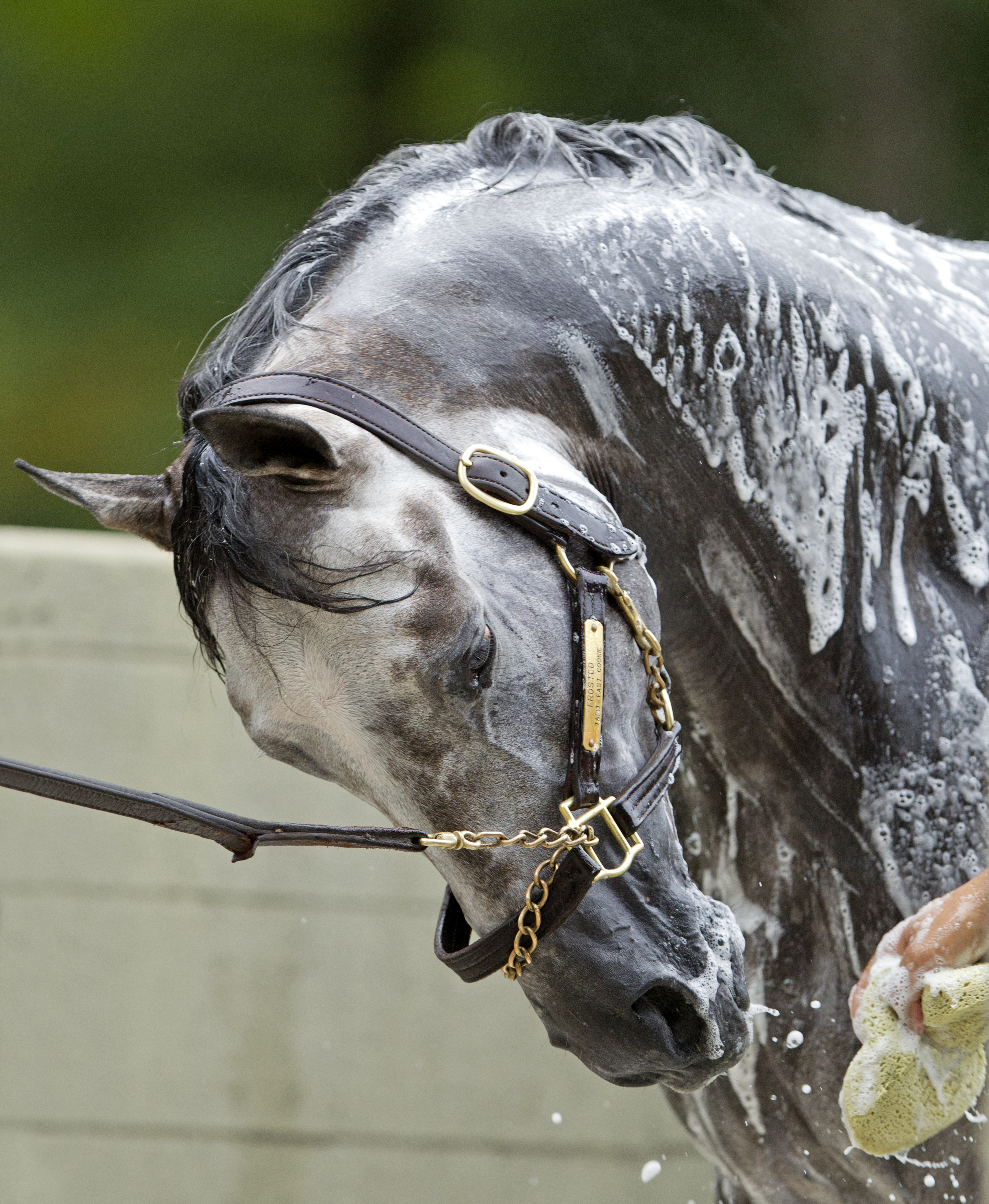 Frosted